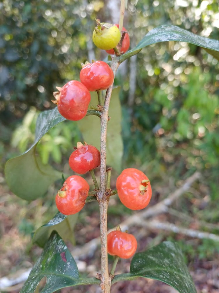 Eugenia pisiformis - Uvaia vermelha da mata - 1 fresh seed / 1 frischer Samen