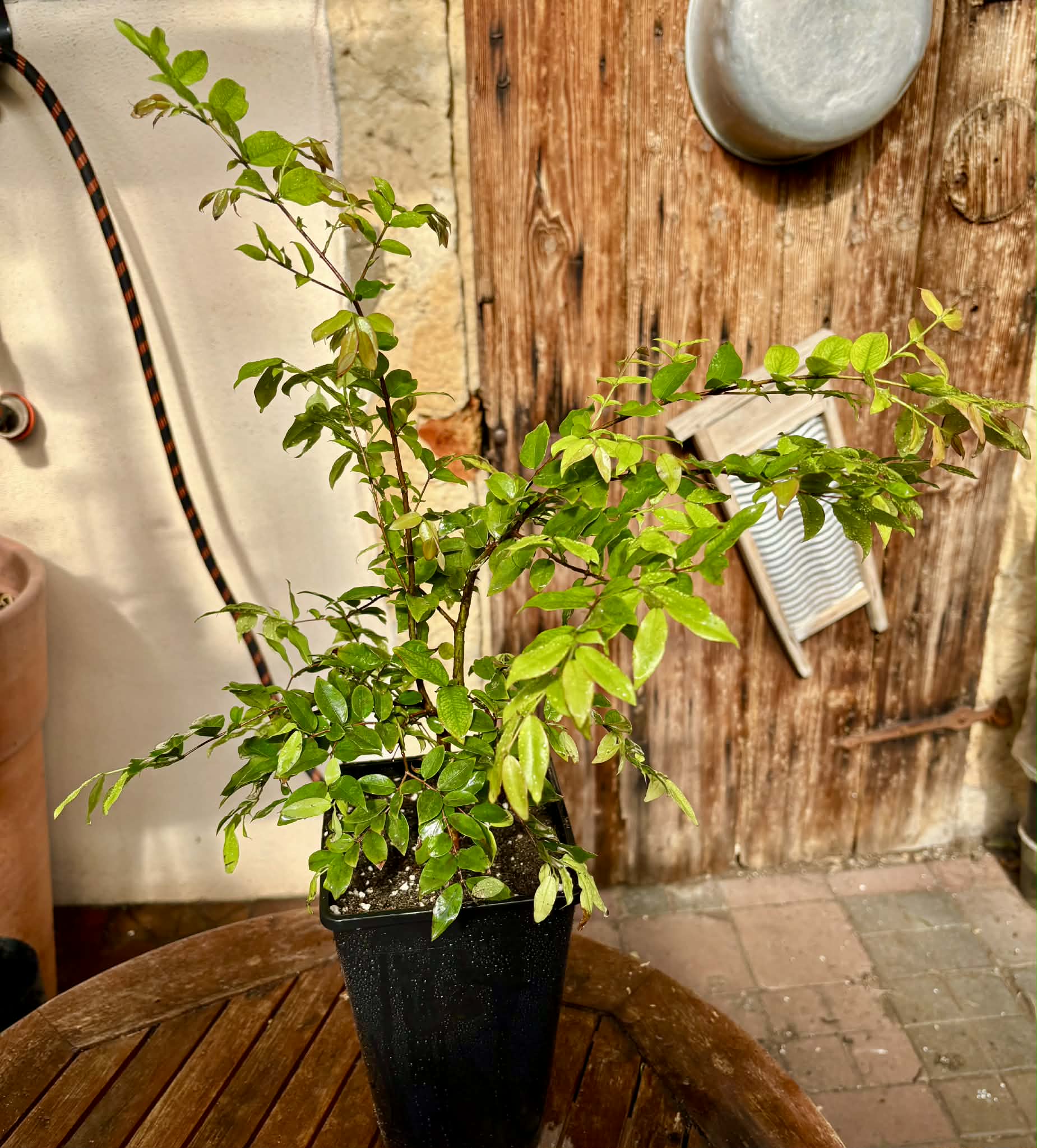 3 years old - Jaboticaba Sabara (Plinia cauliflora) Nr. A  - 1 potted plant / 1 getopfte Pflanze