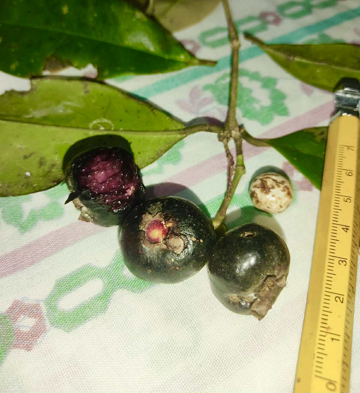 Eugenia sp Ametista - 1 fresh seed / 1 frischer Samen