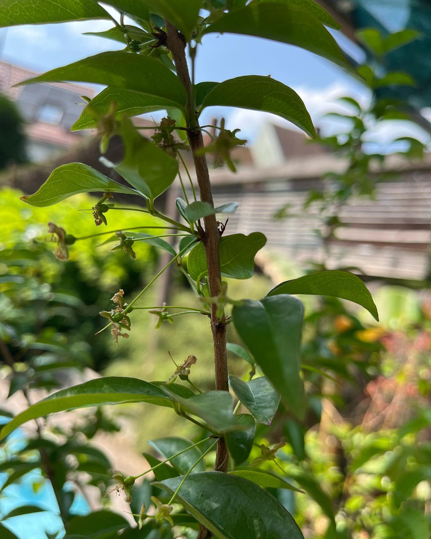 10 years old - many fruits every year - Eugenia uniflora var. Tutti Colore  - 1 plant / 1 Pflanze