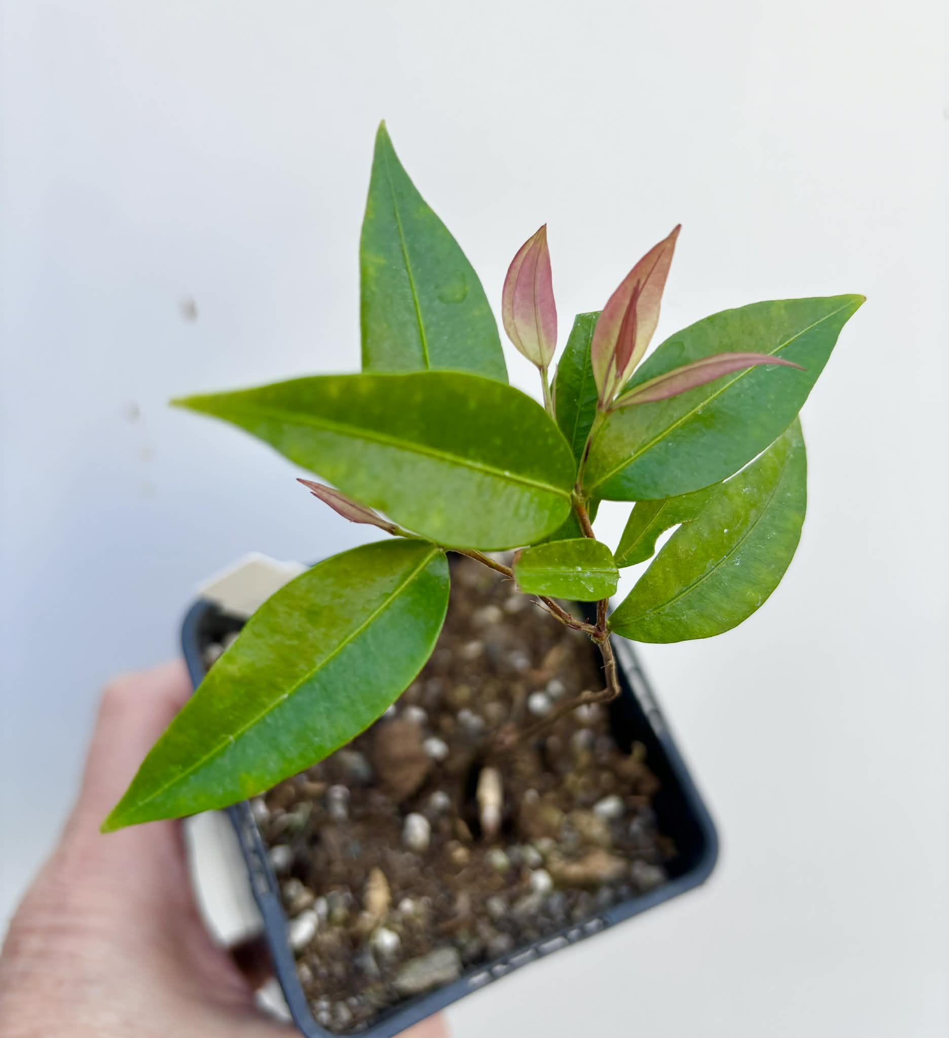 Neomitranthes sp Vinaceo - 1 potted seedling / 1 getopfter Sämling