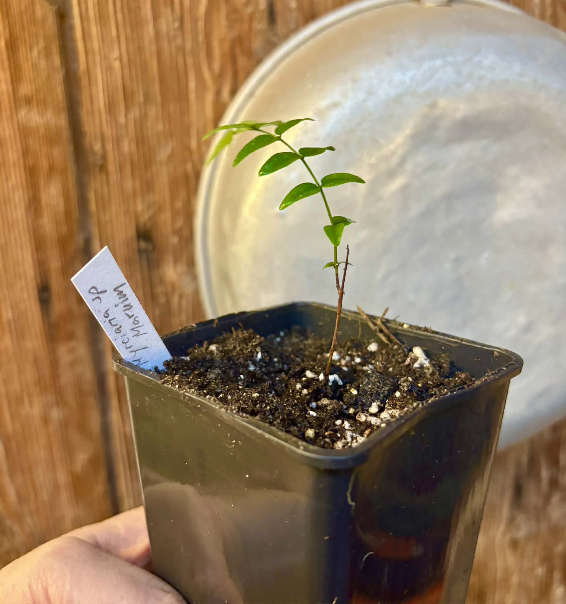 Myrciaria sp Maruim - 1 potted seedling / 1 getopfter Sämling