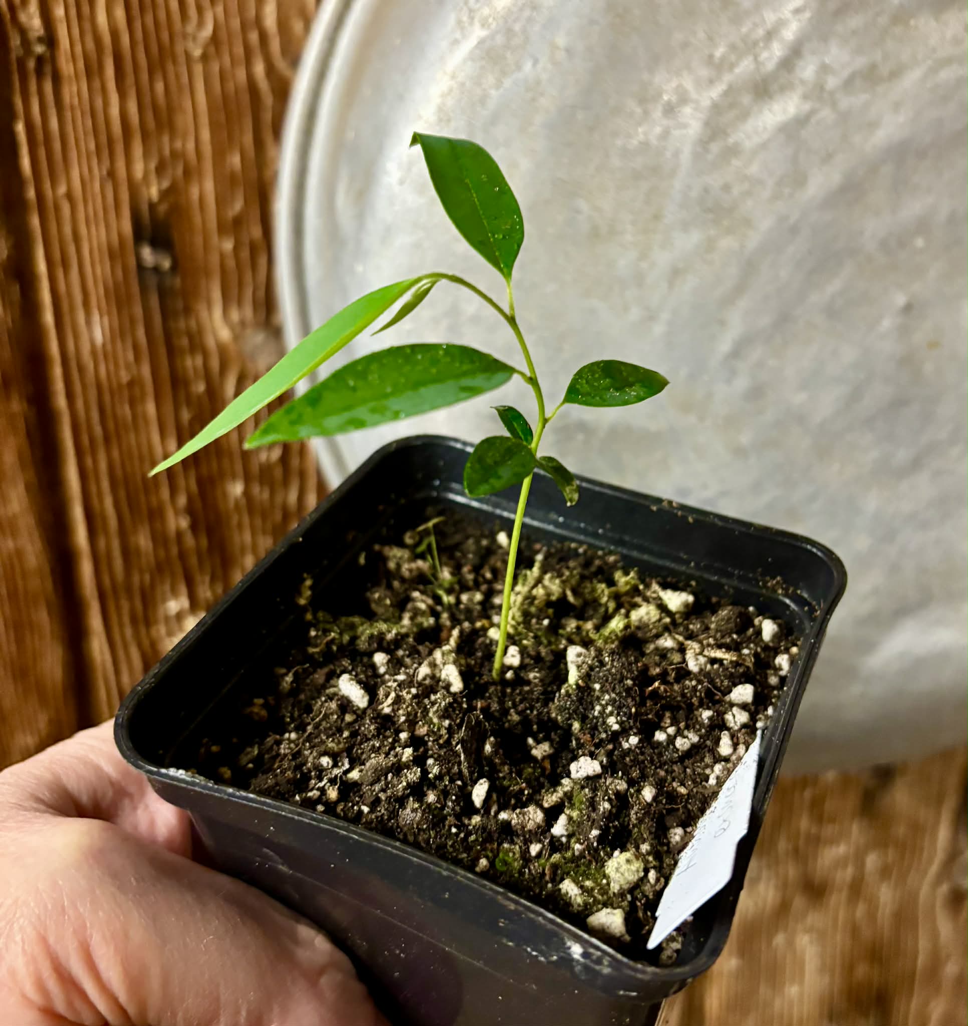 Annona exsucca - 1 potted seedling / 1 getopfter Sämling