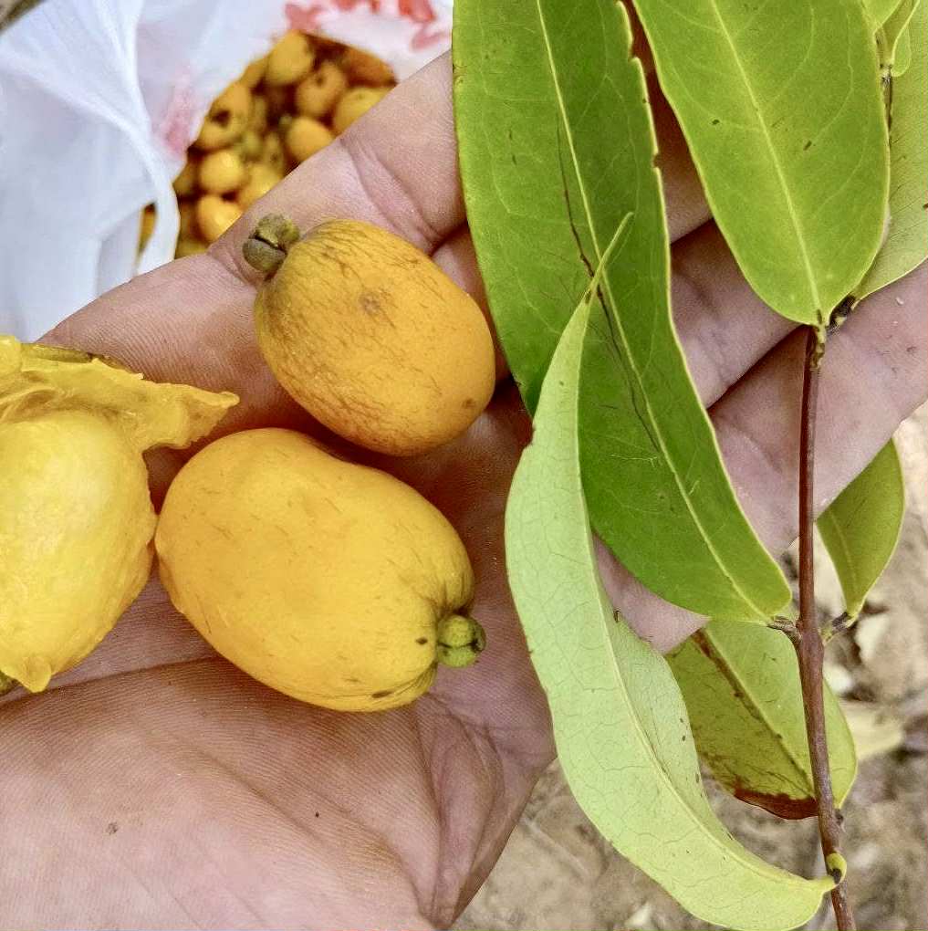 Eugenia sp amarela de Rondonia - 1 fresh seed / 1 frischer Samen