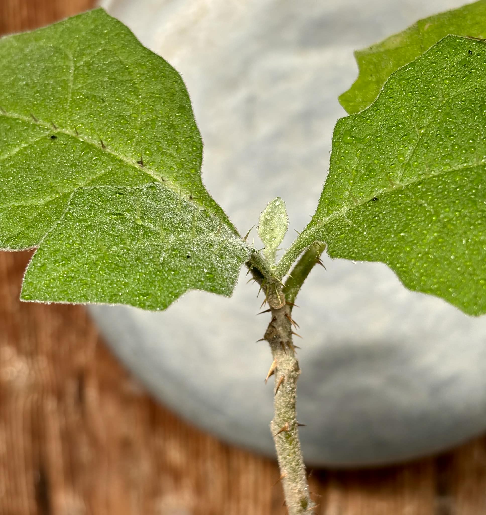 Juã-Açu - Solanum oocarpum - 1 potted plant / 1 getopfte Pflanze