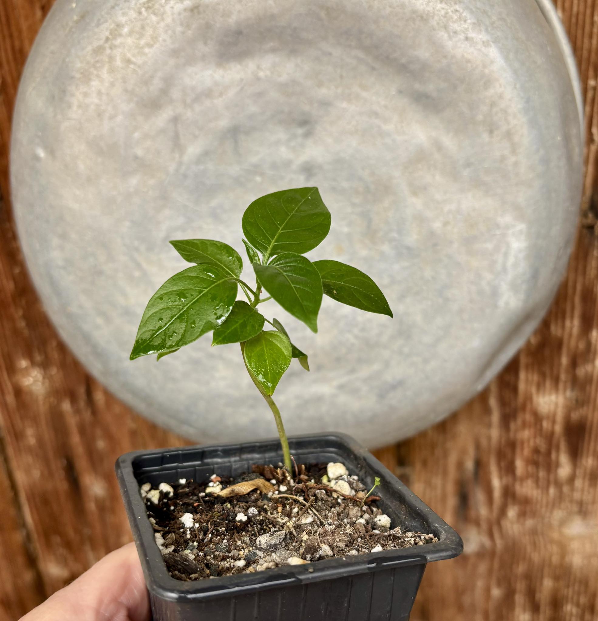 Moonberry - Solanum alternatopinnatum - 1 small potted seedling / 1 kleiner, getopfter Sämling