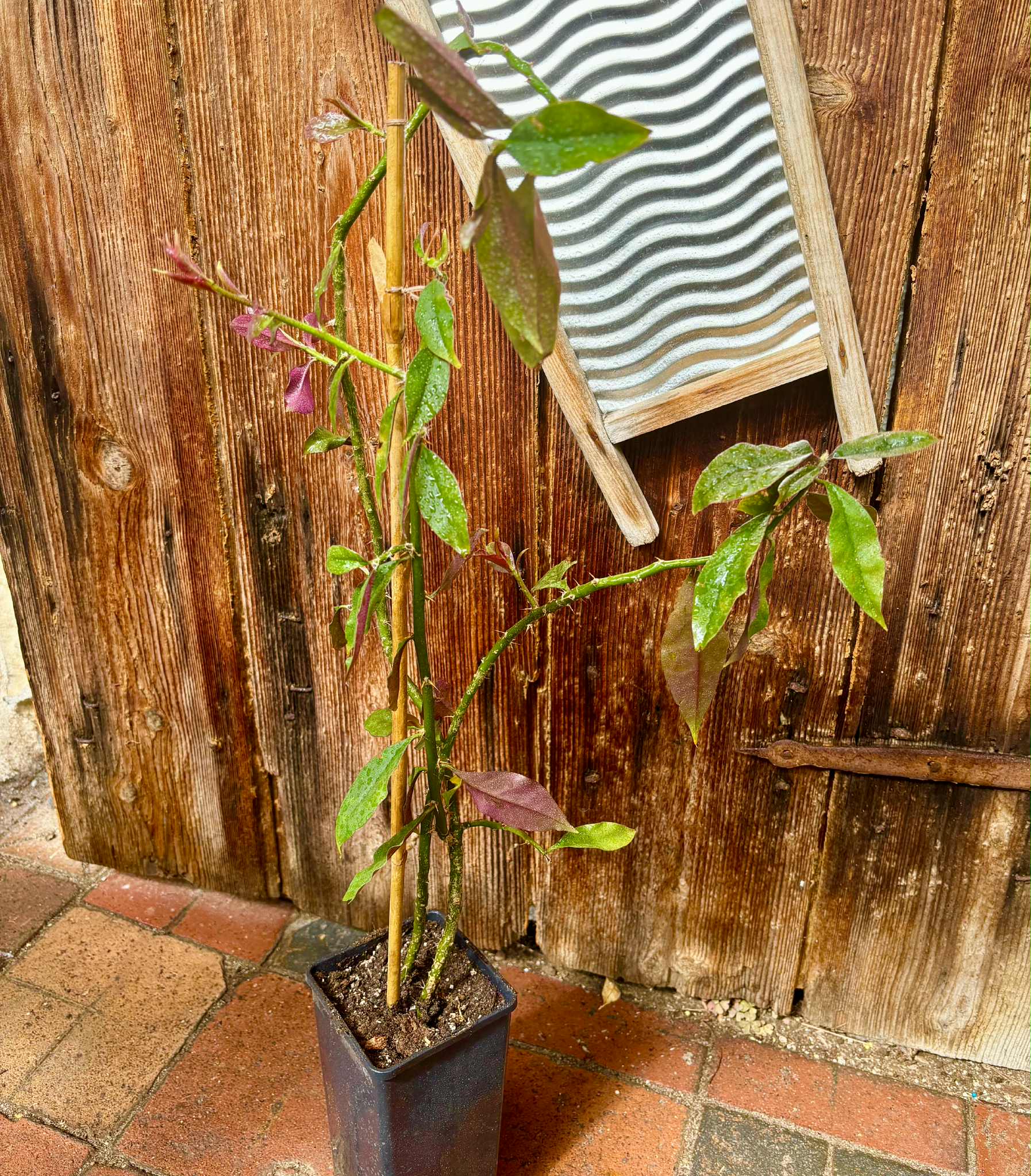 0.8m plant - Barbados Gooseberry - Pereskia aculeata - 1 potted plant / 1 getopfte Pflanze 0.8m plant - Barbados Gooseberry - Pereskia aculeata - 1 potted plant / 1 getopfte Pflanze