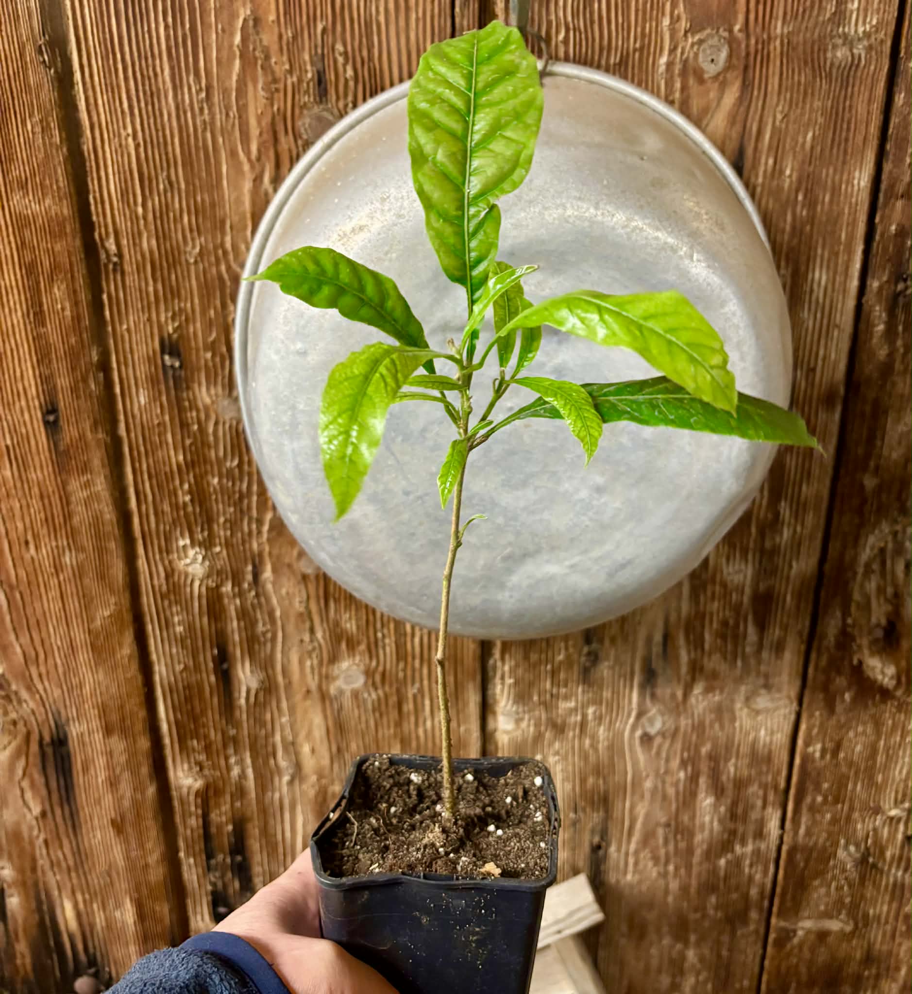 Abiu (Pouteria caimito) - 1 potted plant / 1 getopfte Pflanze