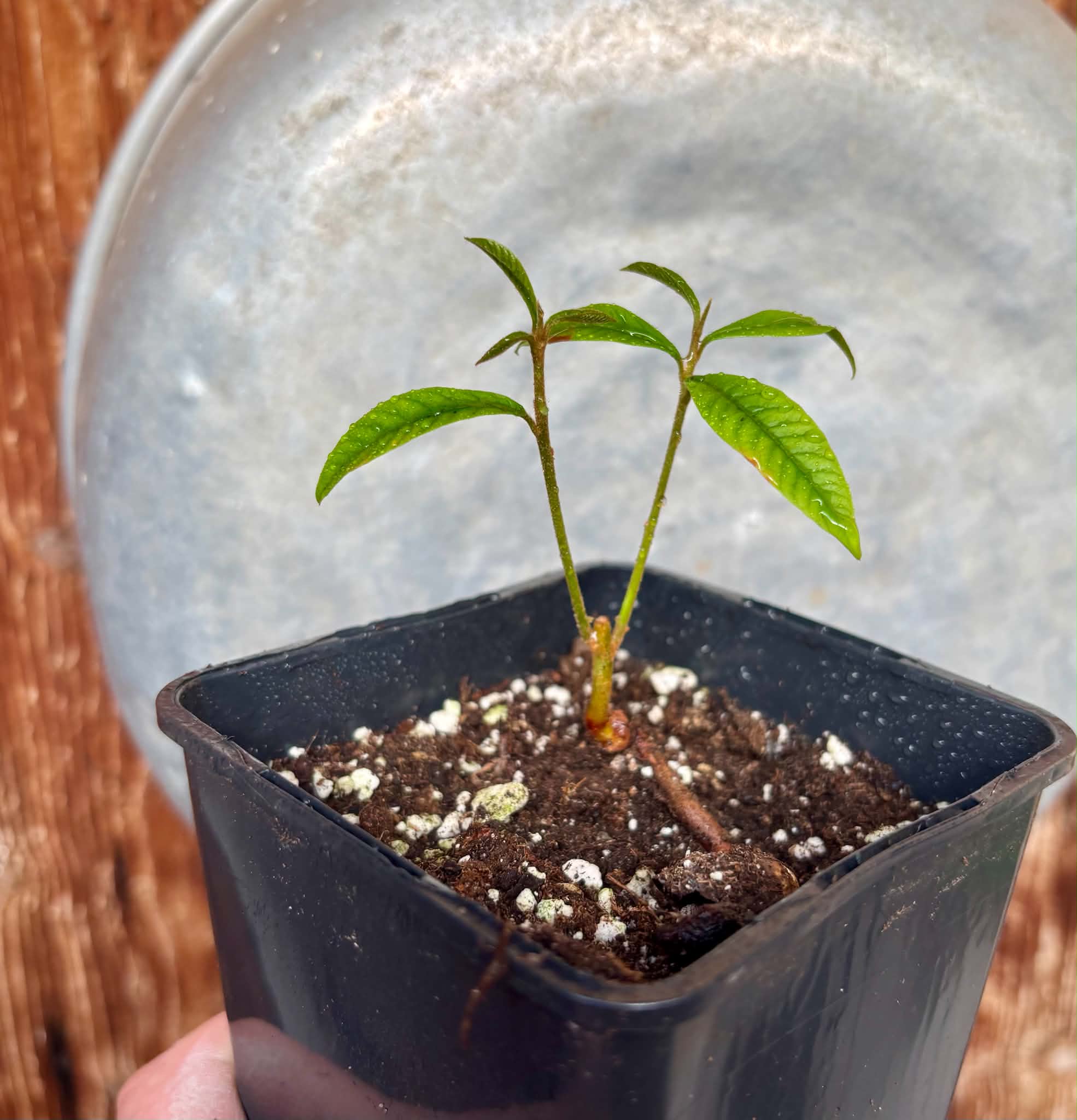 Chrysophyllum sp Abiu Rondonia - 1 potted seedling / 1 getopfter Sämling