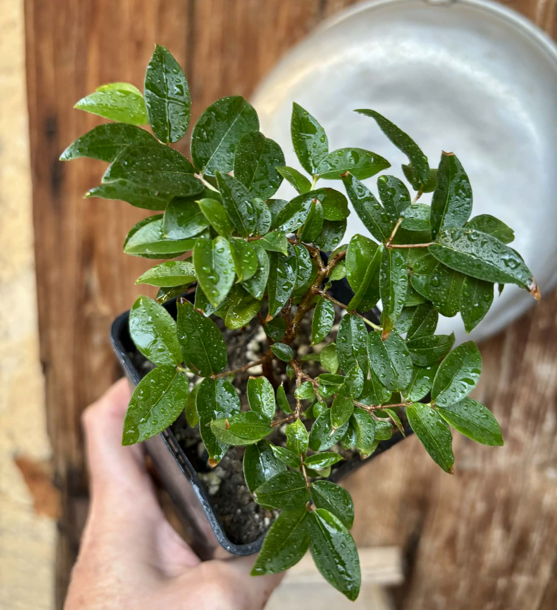 over 1 year old - Jaboticaba - Plinia sp Canelinha Polpa branca - 1 potted seedling / 1 getopfter Sämling