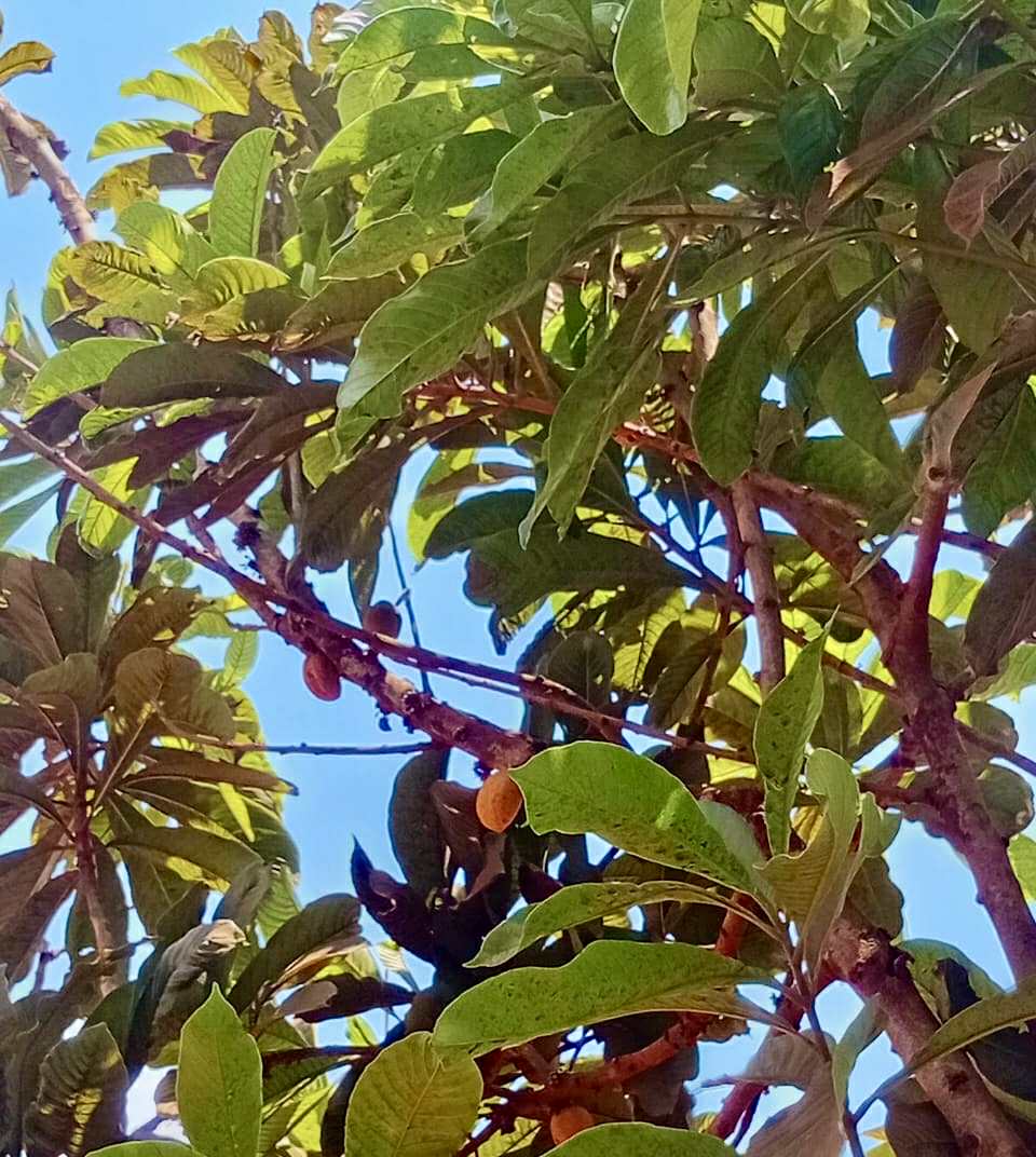 Pradosia sp Rondonia - 1 fresh seed / 1 frischer Samen