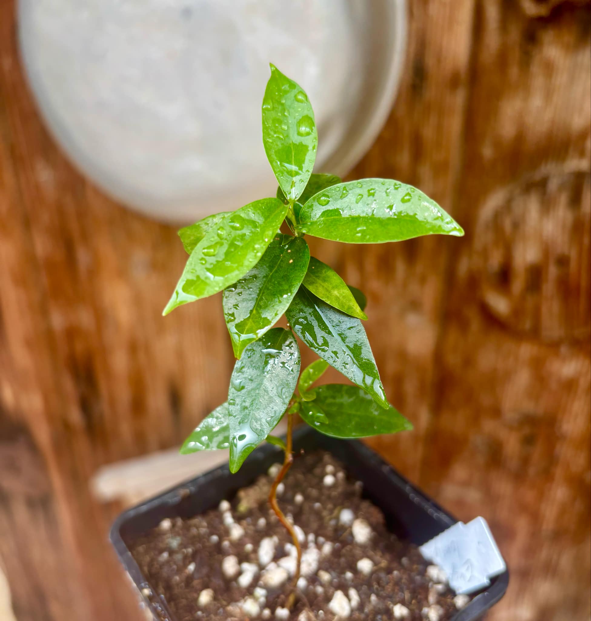 Eugenia longipedunculata - 1 potted plant / 1 getopfte Pflanze