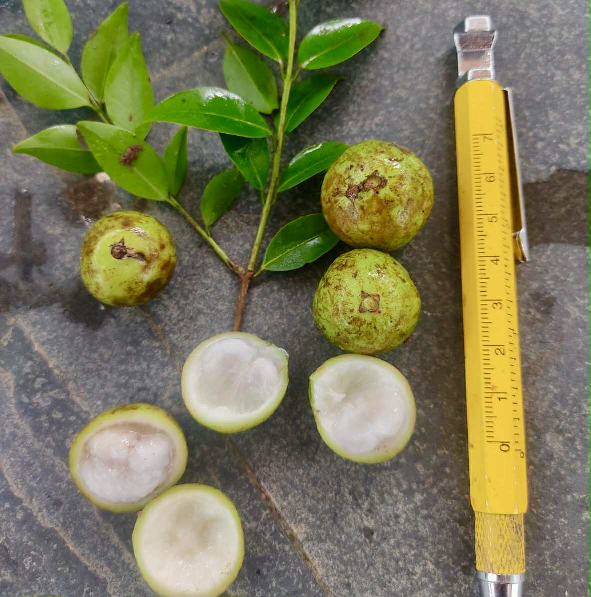 Plinia sp. fruta verde - folha miúda - 1 fresh seed / 1 frischer Samen