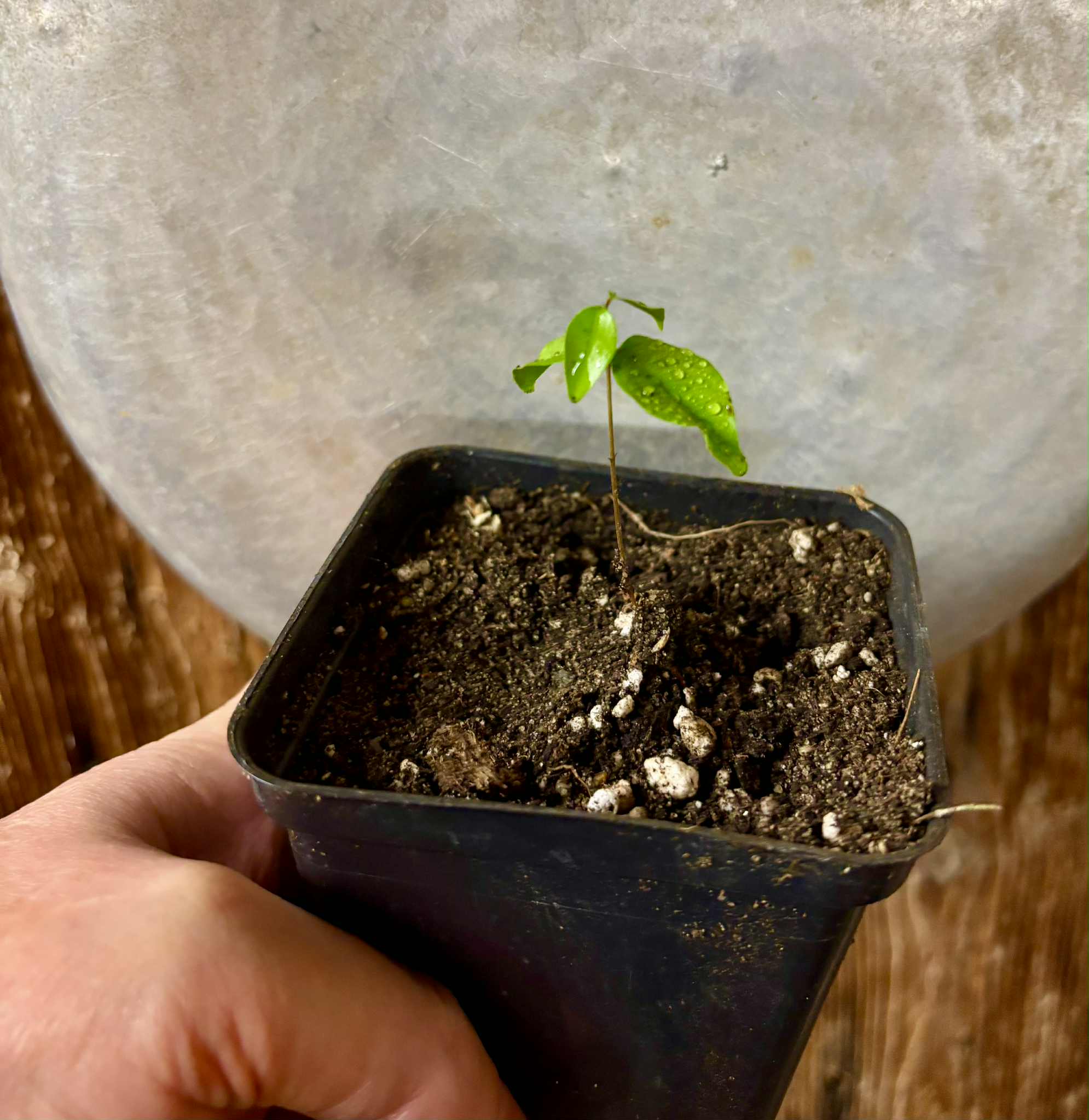 Guamirim Cereja do Sul (Eugenia modesta) - 1 potted seedling / 1 getopfter Sämling