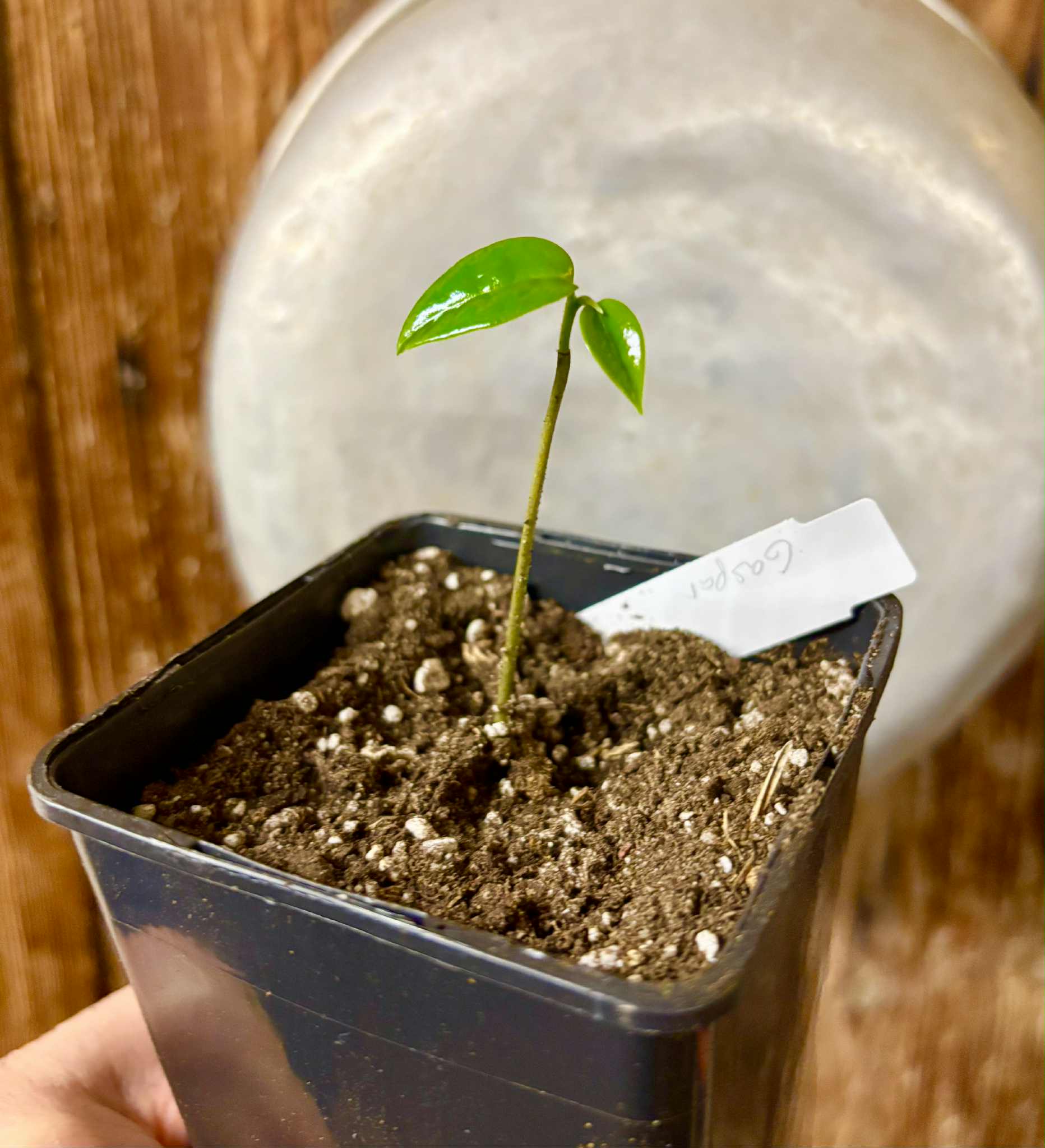 Annona montana var. Gaspar - 1 potted seedling / 1 getopfter Sämling