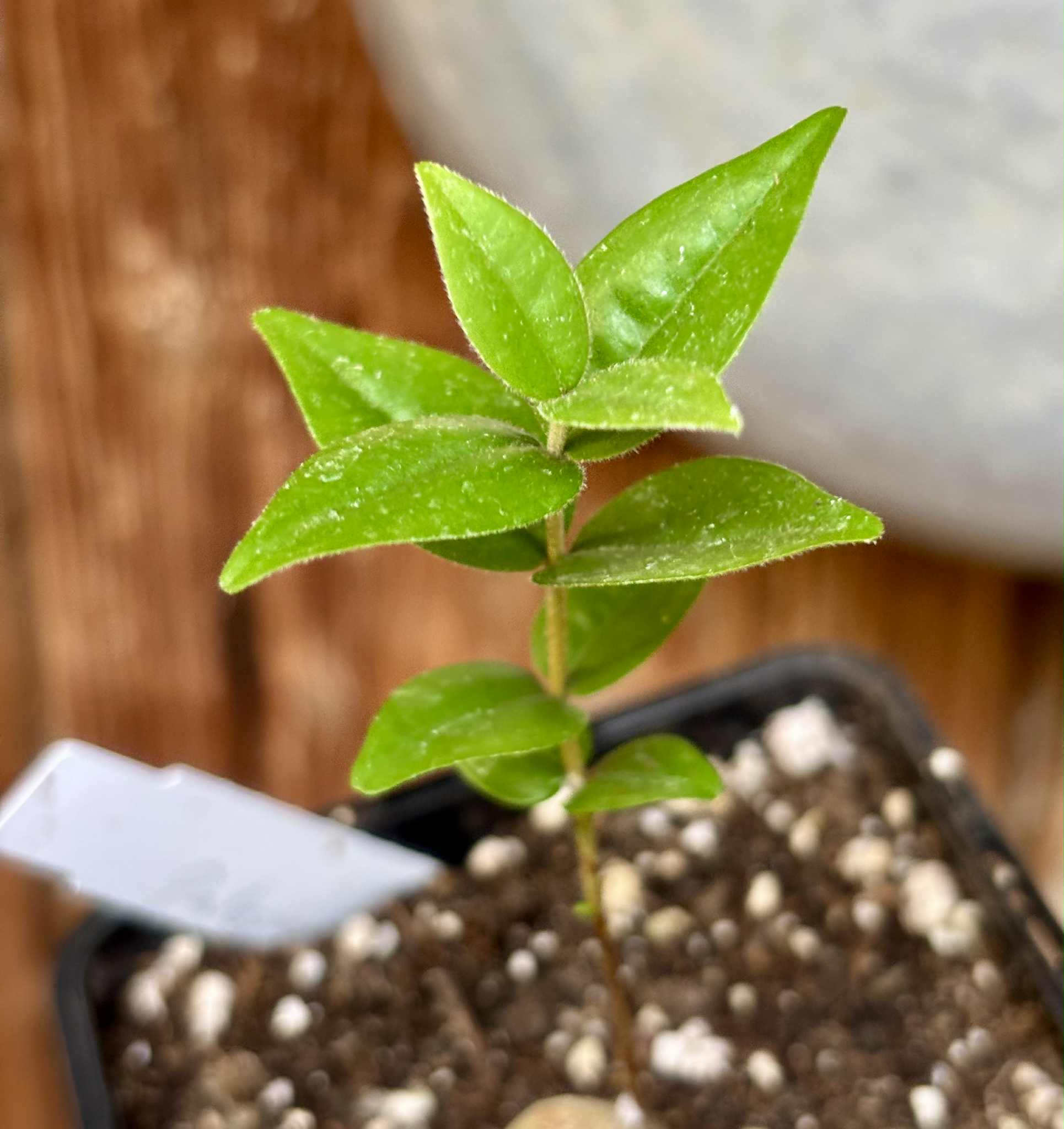 Eugenia sp Palometa - 1 potted seedling / 1 getopfter Sämling Eugenia sp Palometa - 1 potted seedling / 1 getopfter Sämling