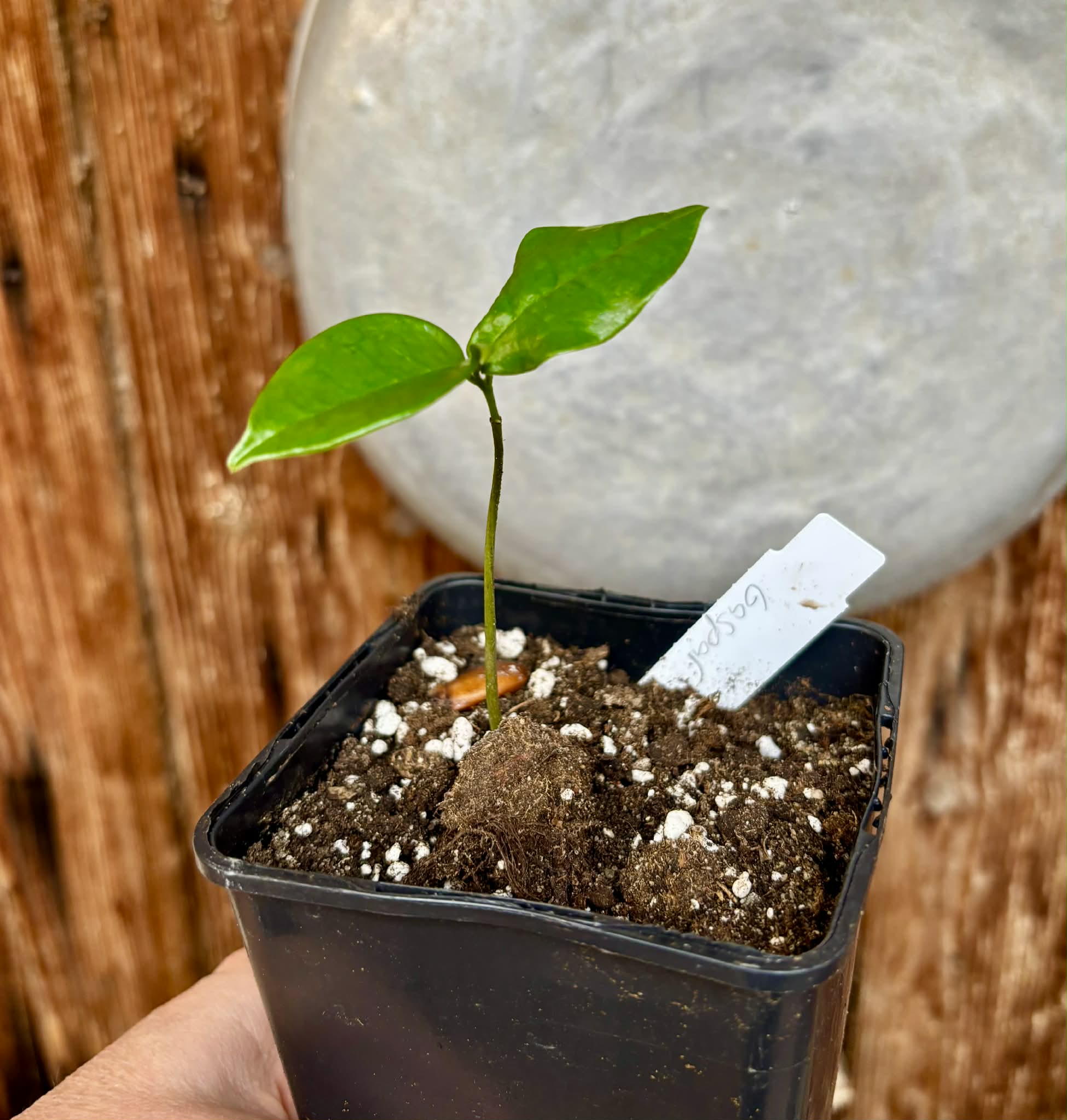 Annona montana var. Gaspar - 1 potted seedling / 1 getopfter Sämling