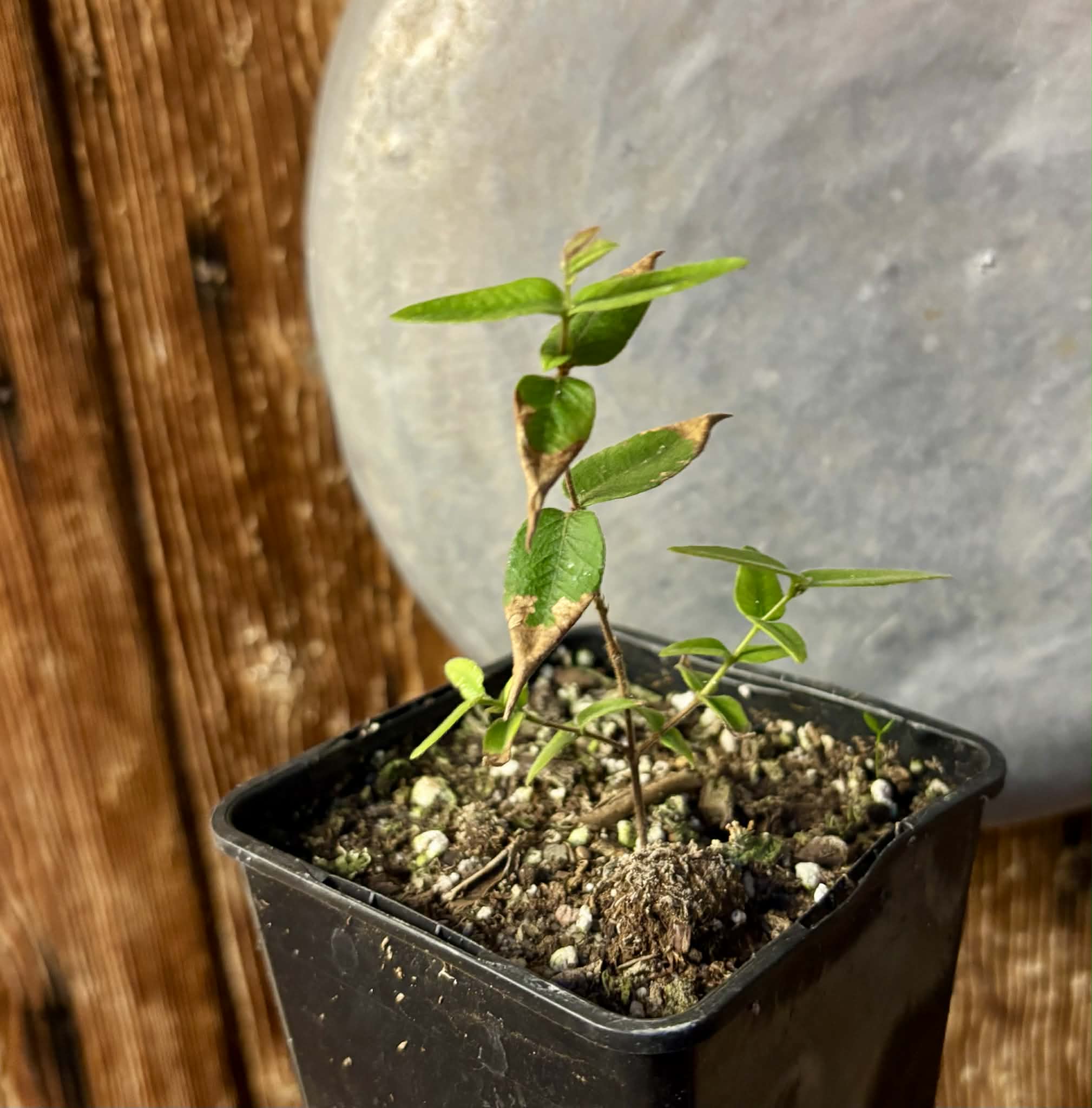 Myrciaria caerulescens (Roxa - Blue Guaquiea) - 1 potted seedling / 1 getopfter Sämling