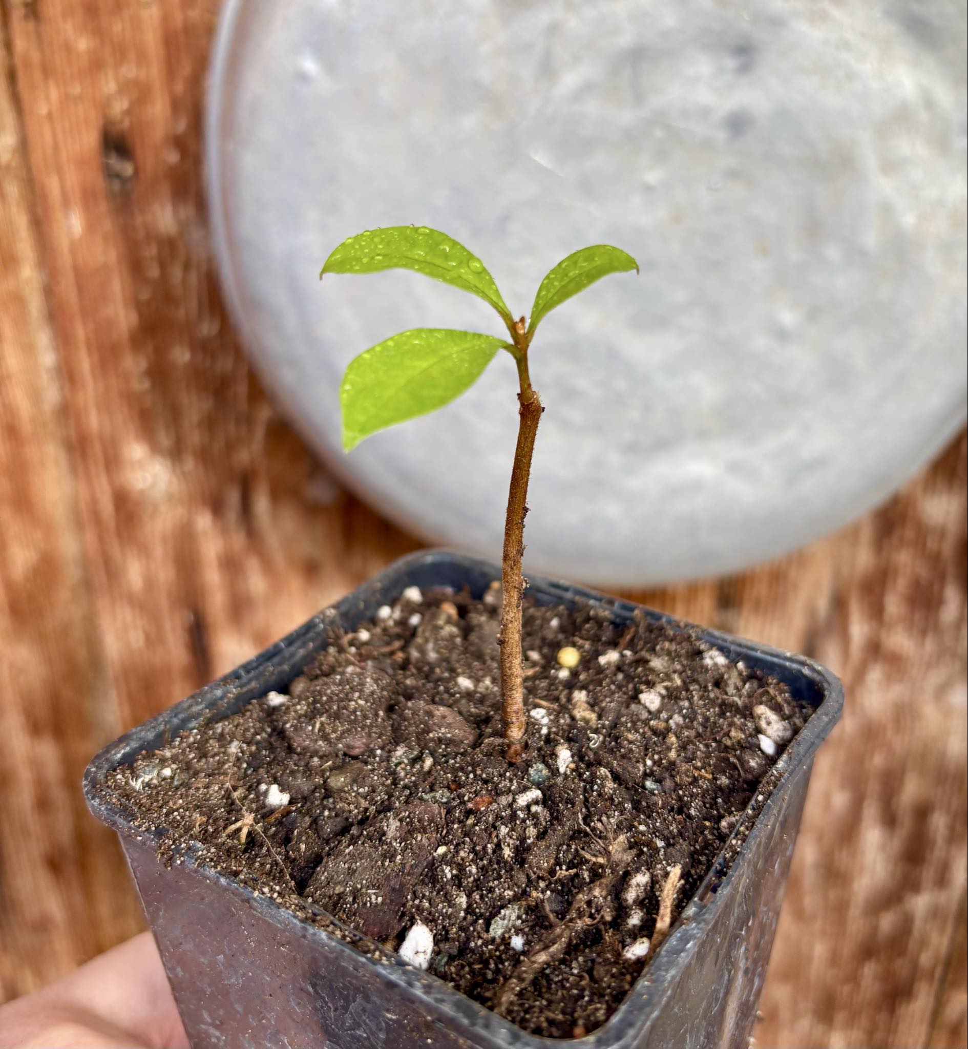 Marmixa (Pradosia lactescens) - 1 potted plant / 1 getopfte Pflanze