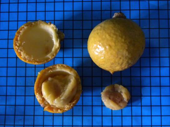 Strychnos trinervis - 1 fresh seed / 1 frischer Samen