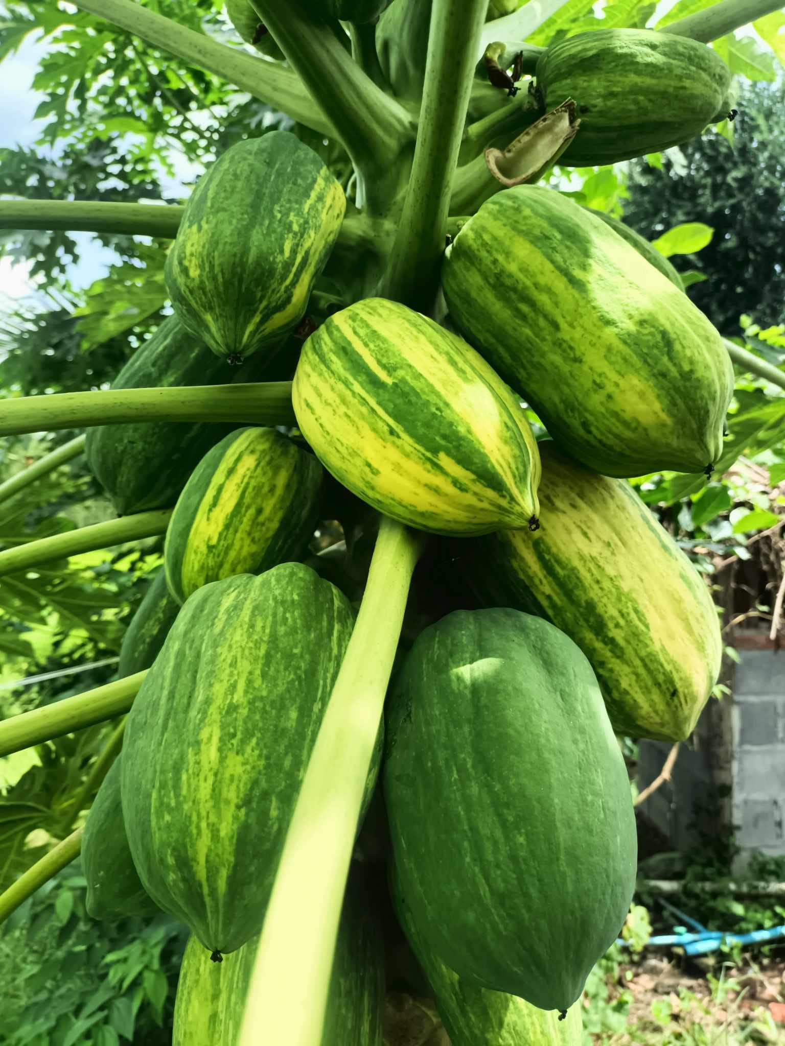 Variegata Papaya (Carica papaya) - 1 fresh seed / 1 frischer Samen