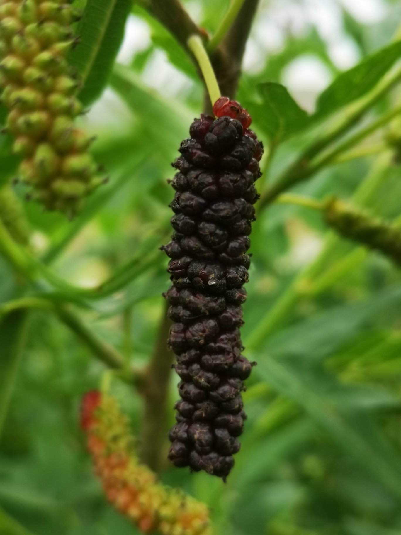Mulberry Chicken Claw (Morus trilobata) - 1 grafted, potted plant / 1 veredelte, getopfte Pflanze