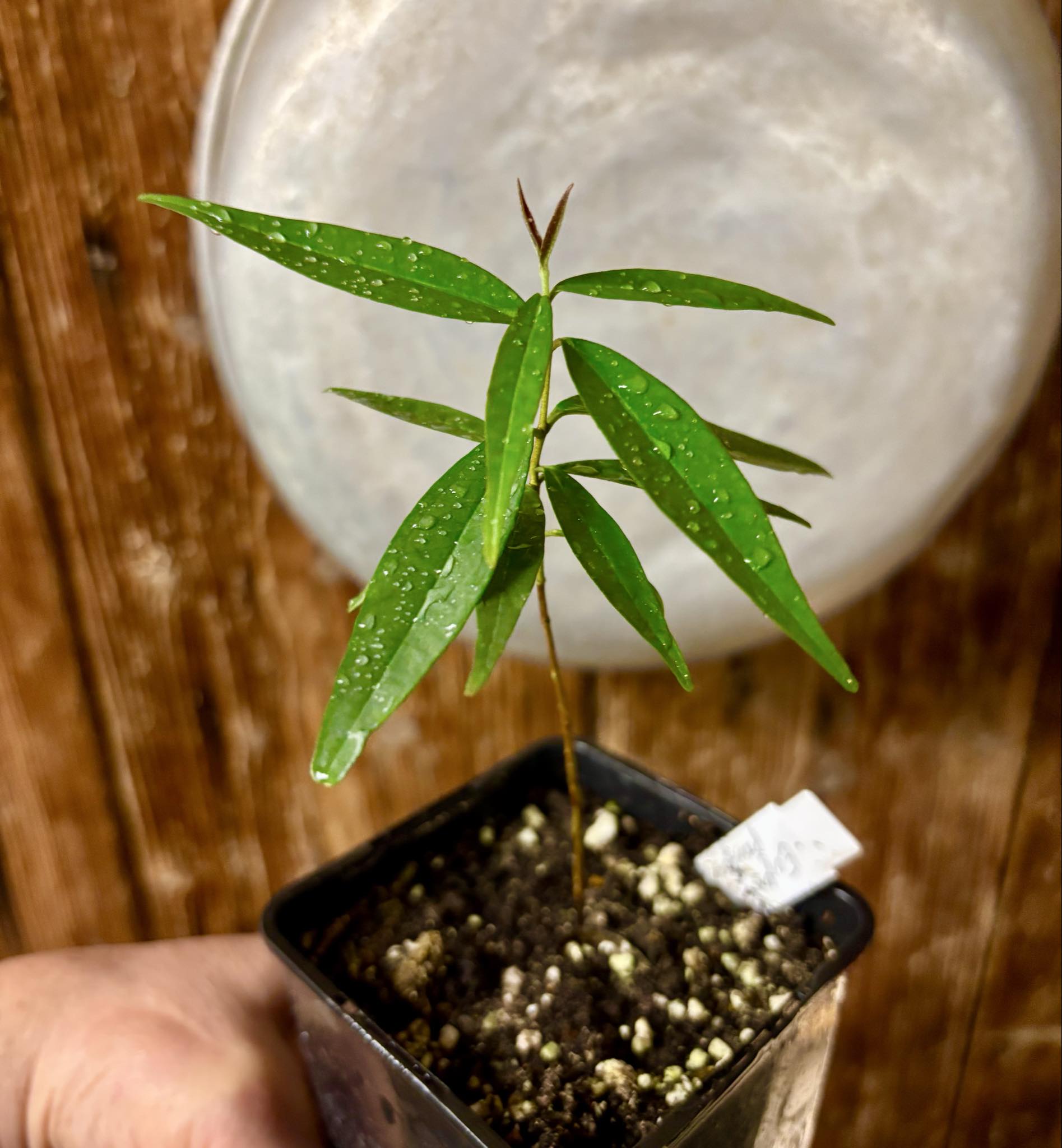 Eugenia pruniformis - Ameixa da Preta - 1 potted plant / 1 getopfte Pflanze