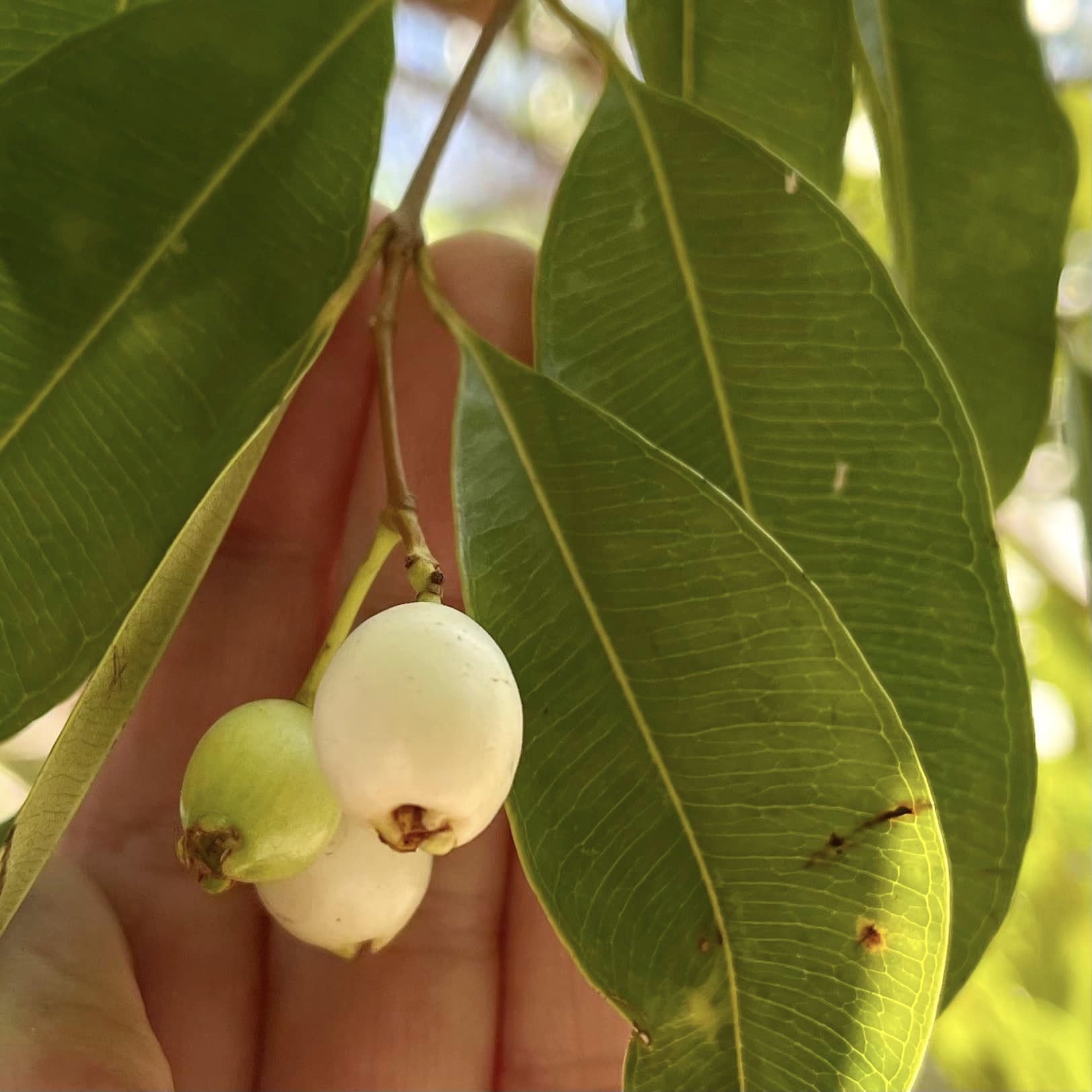 Syzygium cerasiforme - White Lilly Pilly - 1 potted plant / 1 getopfte Pflanze