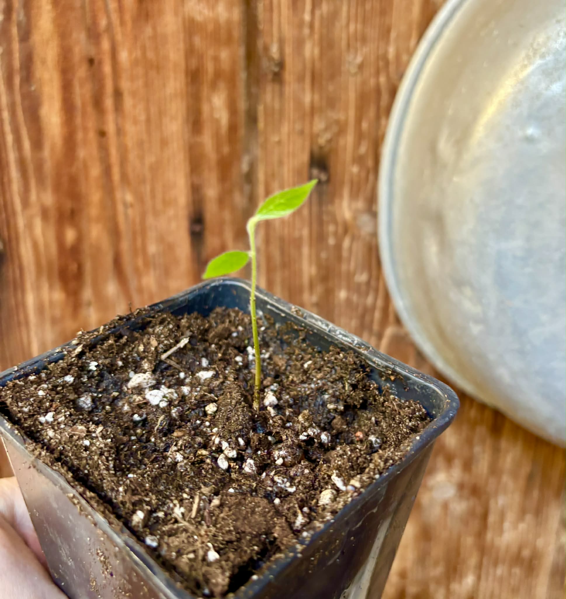 Sapranthus campechianus - 1 potted seedling / 1 getopfter Sämling