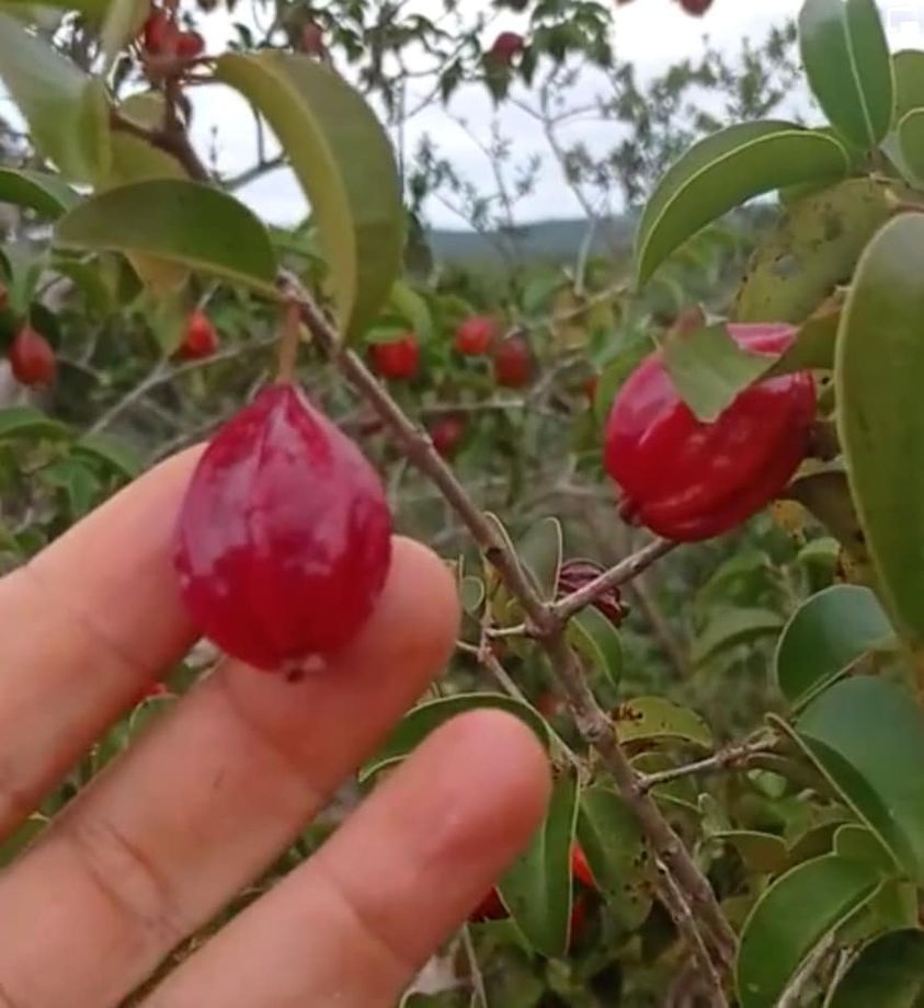 Eugenia sp Red Pitangatuba 1 Plant / 1 Pflanze