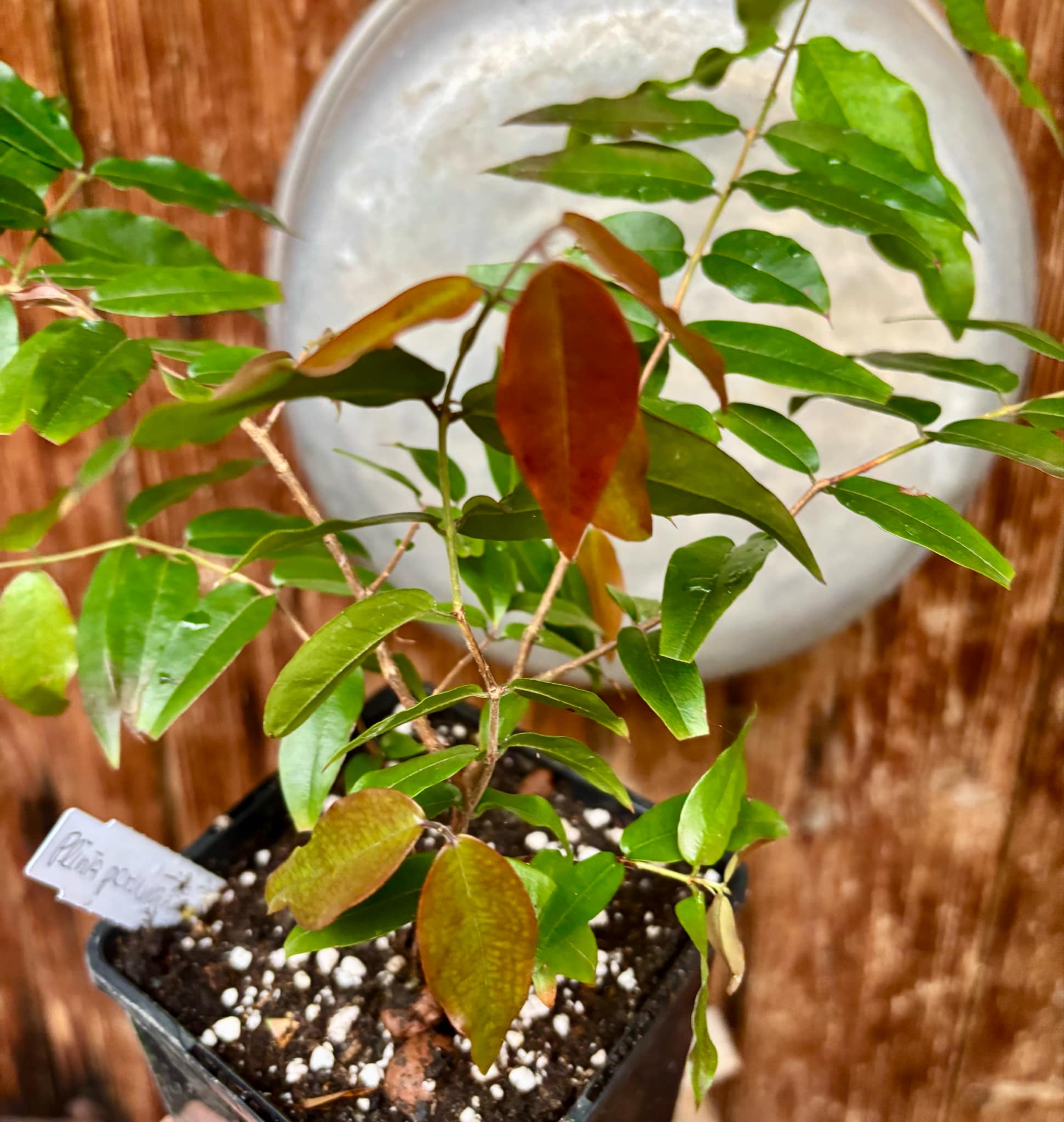 3 years old - Plinia sp peruana - 1 potted plant / 1 getopfte Pflanze