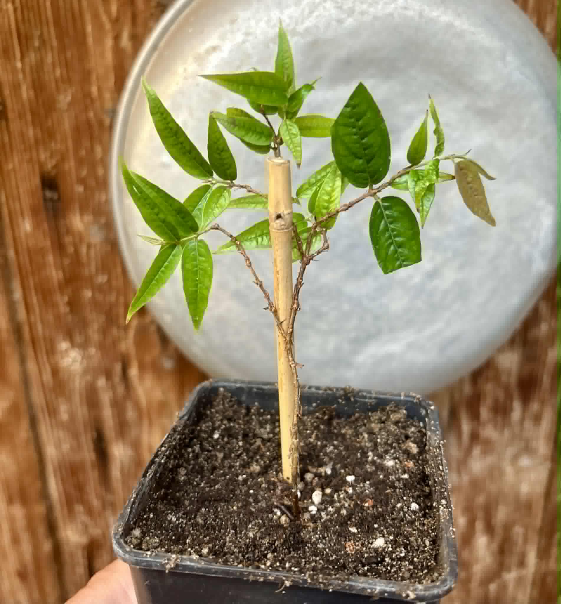 Plinia spiritosantensis var. Mucuri Velvet - 1 potted plant/ 1 getopfte Pflanze