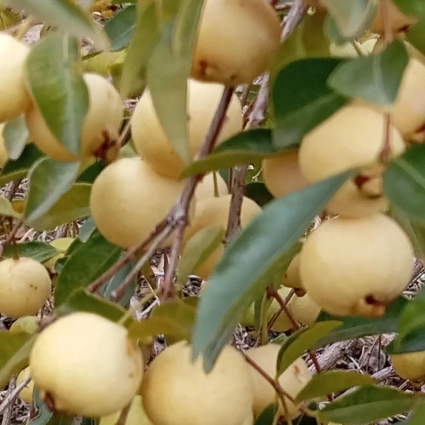 Psidium sartorianum - 1 fresh seed / 1 frischer Samen