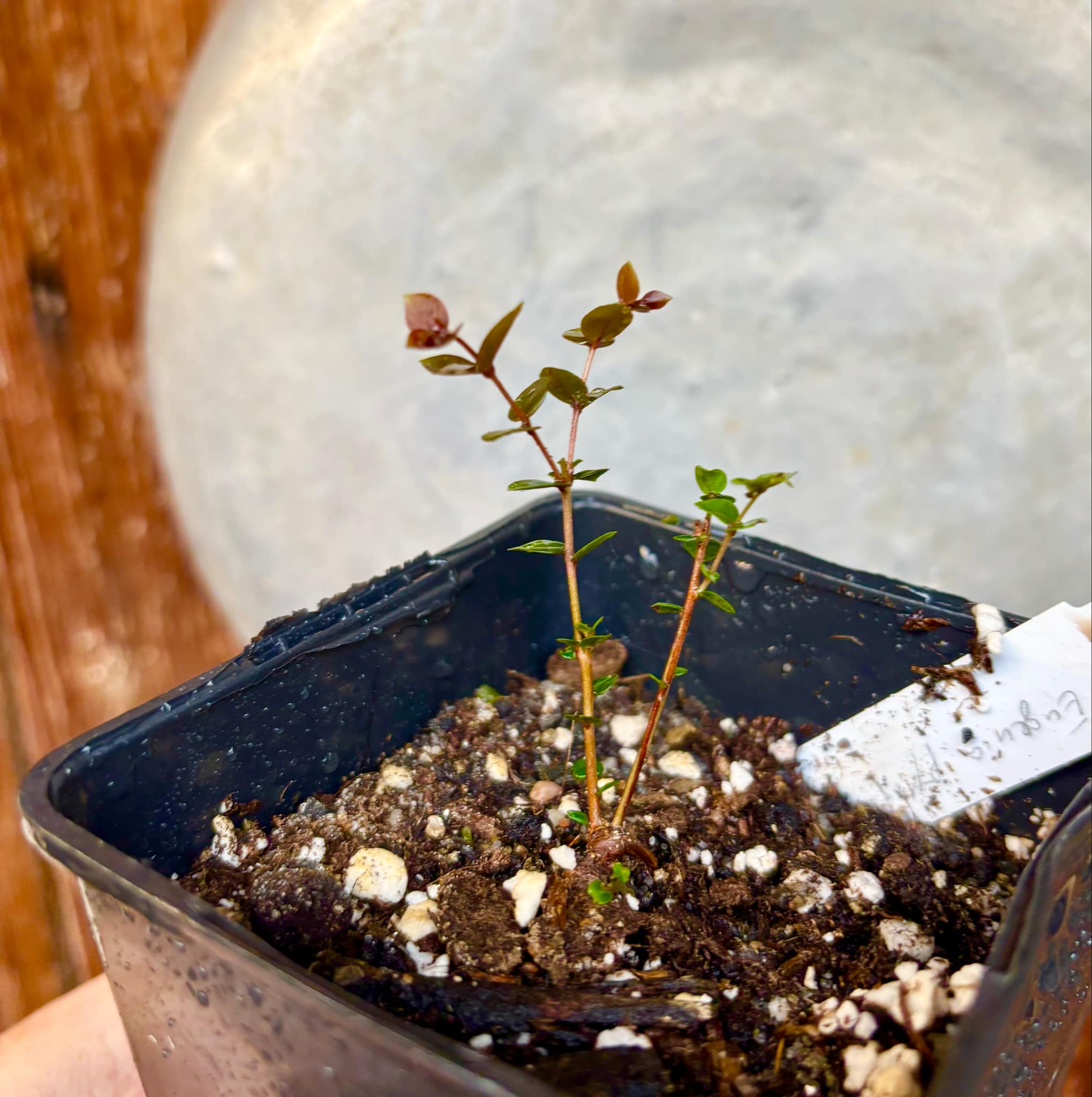 Eugenia pyriformis var Eldorado - Uvaia Doce - 1 small potted seedling / 1 kleiner, getopfter Sämling