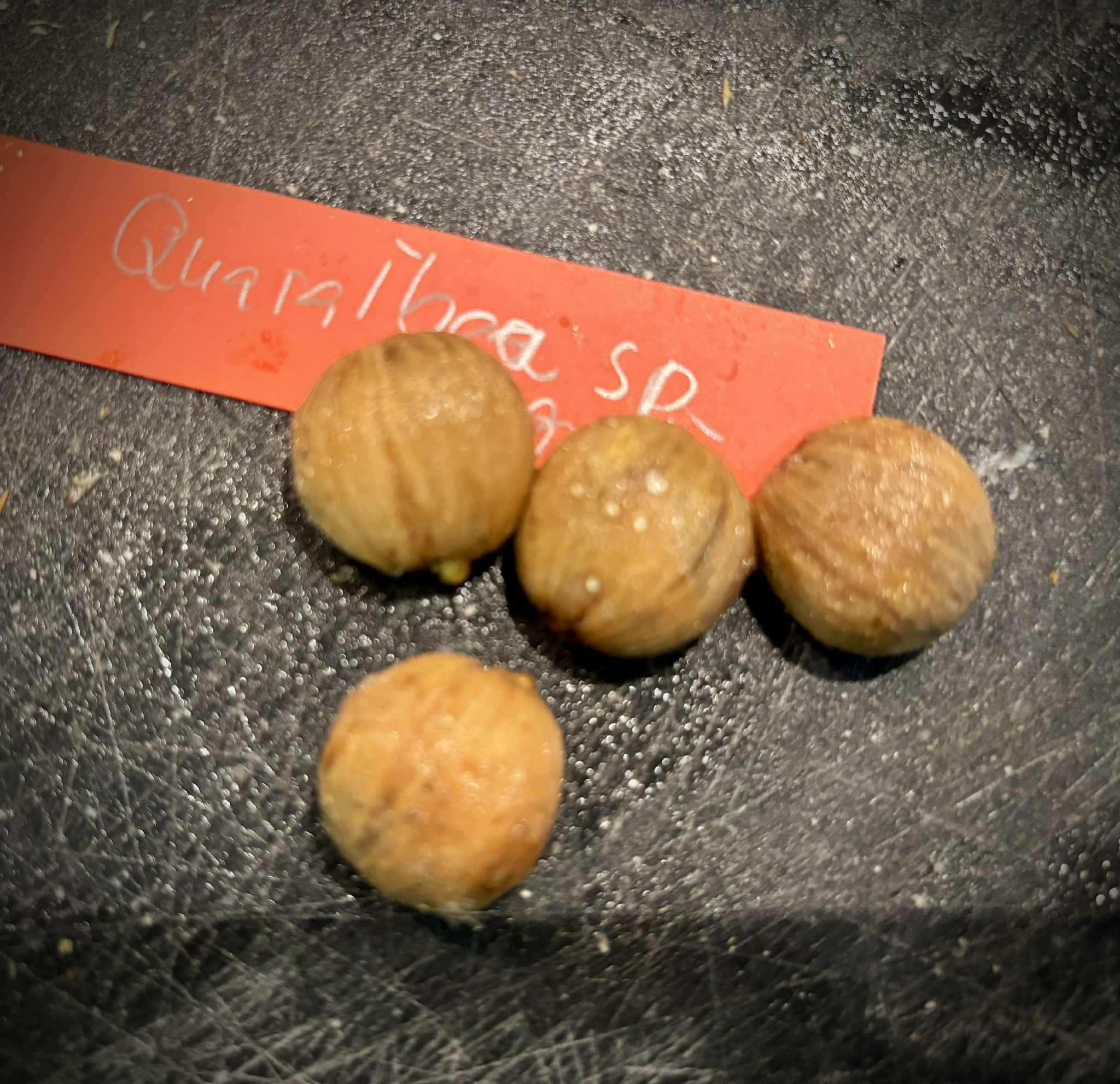 only 4 seeds available - Quararibea penduliflora - 1 fresh seed / 1 frischer Samen