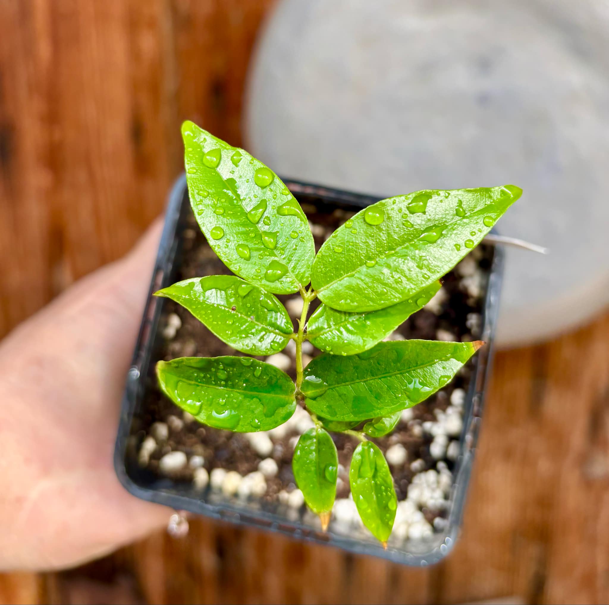 Myrciaria sp Jaboticaba - 1 potted plant / 1 getopfte Pflanze