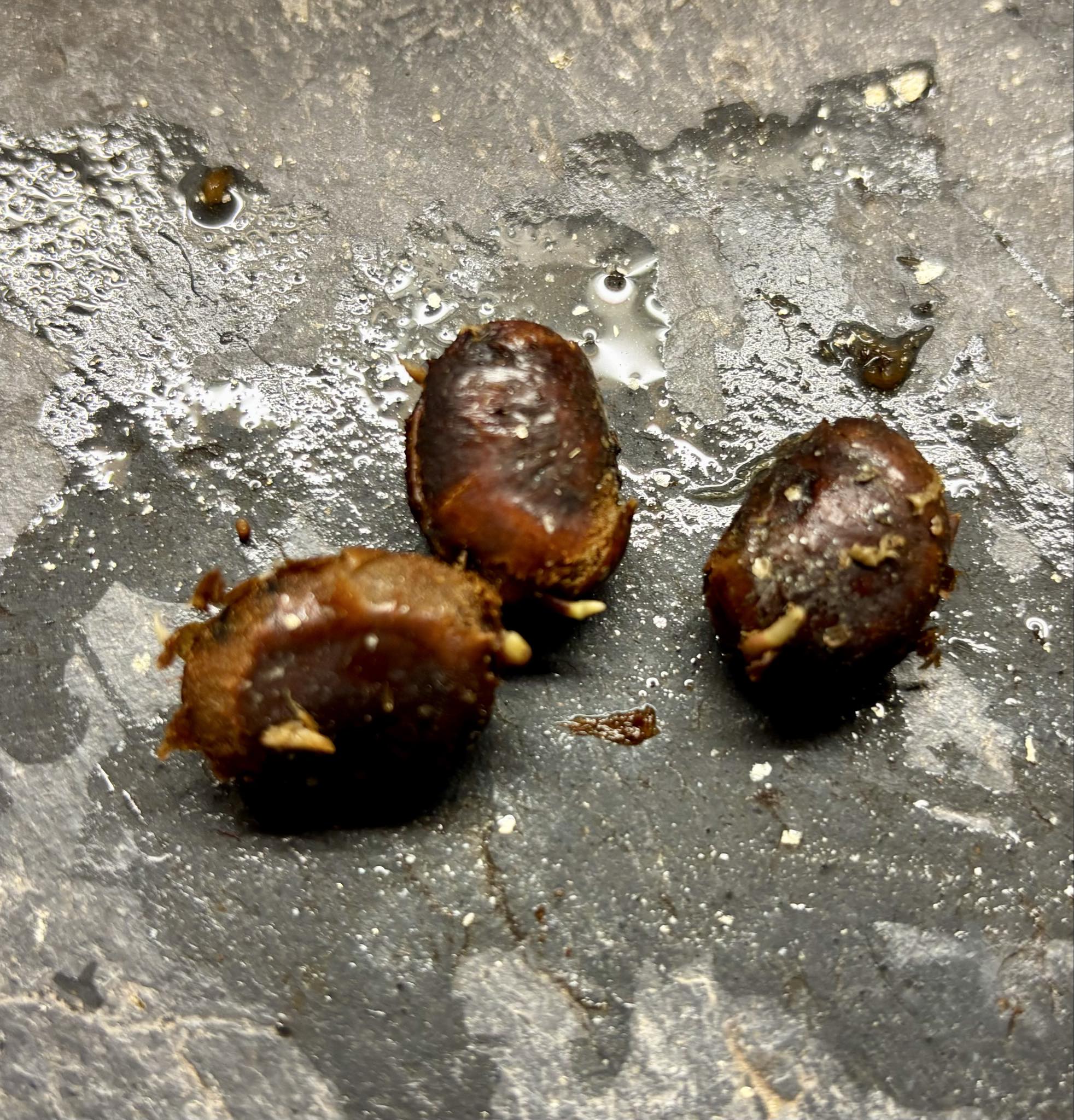 Plinia sp Vermelha Cambuca - 1 germinated seed / 1 gekeimter Samen