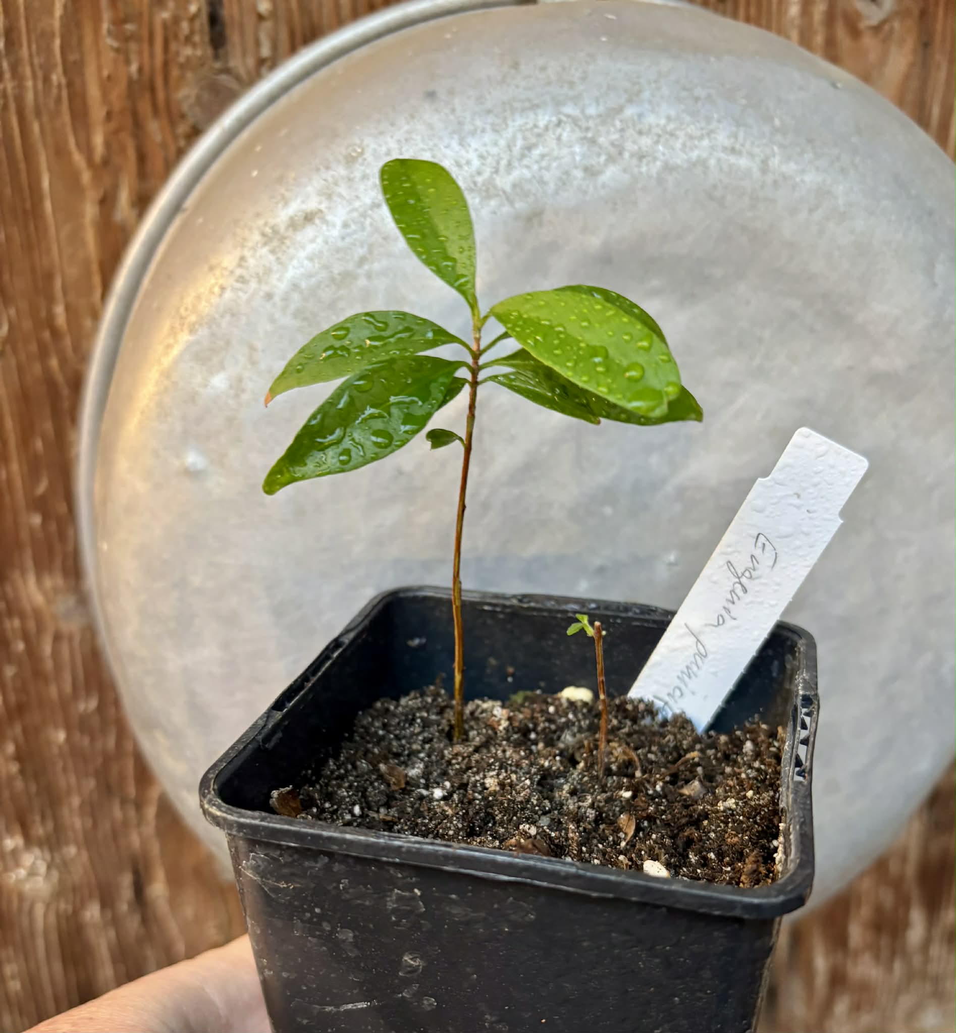 Eugenia punicifolia - 1 potted plant / 1 getopfte Pflanze