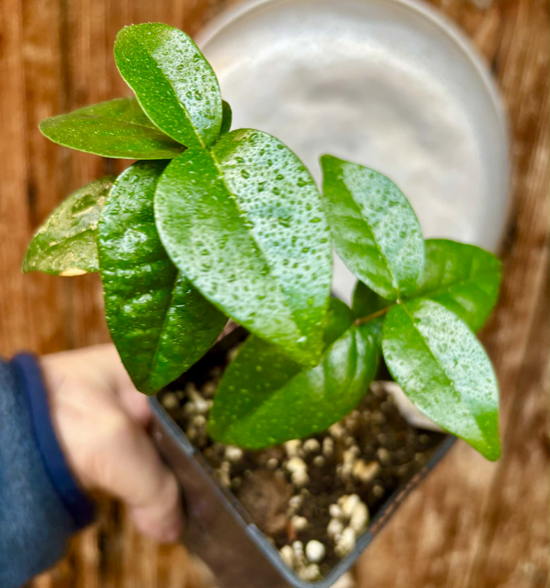 Eugenia uniflora var. red  - cultivated variety / 1 potted plant / 1 getopfte Pflanze