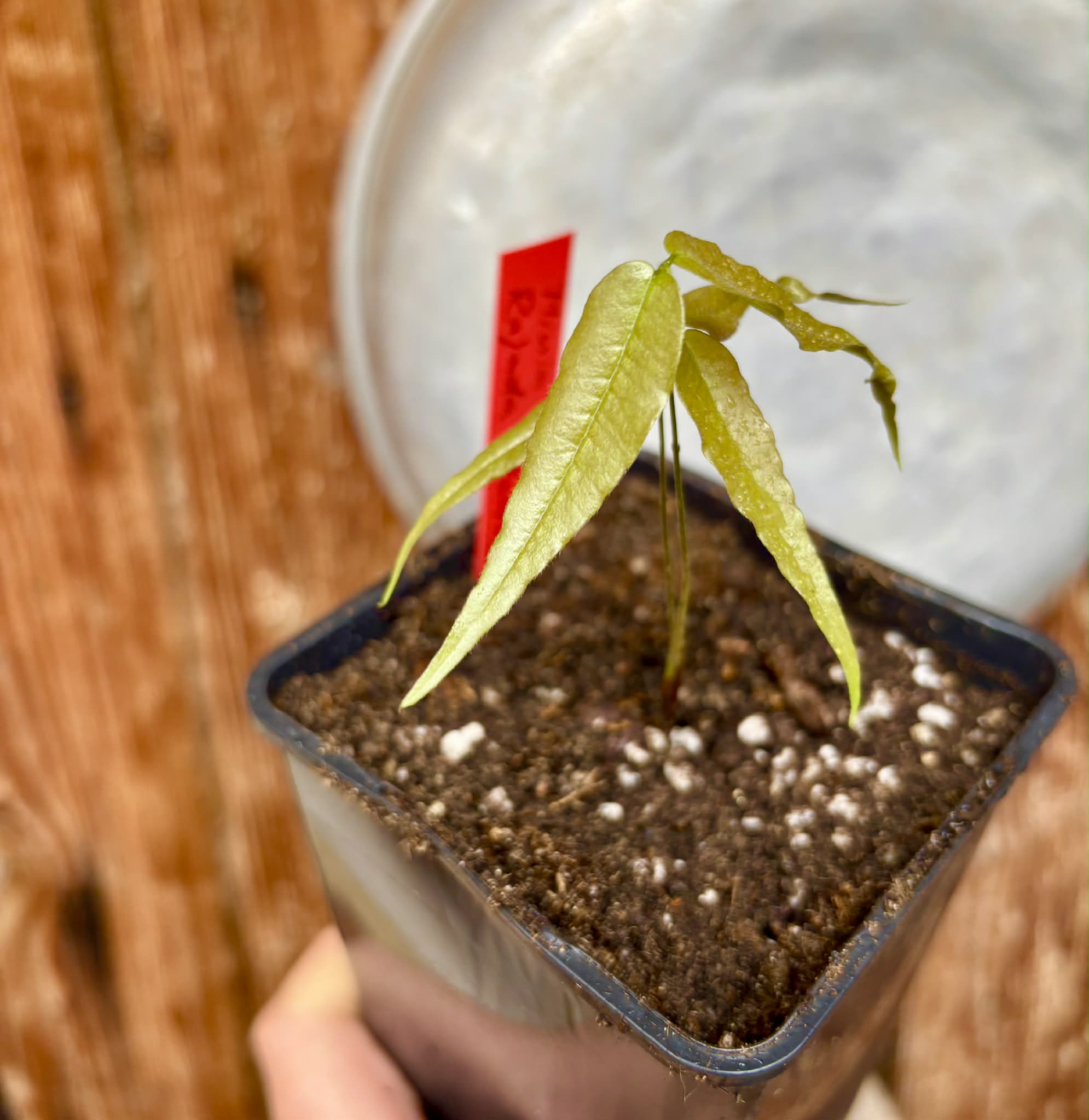 Plinia sp. Rajada Matriz 1 - 1 potted seedling / 1 getopfter Sämling