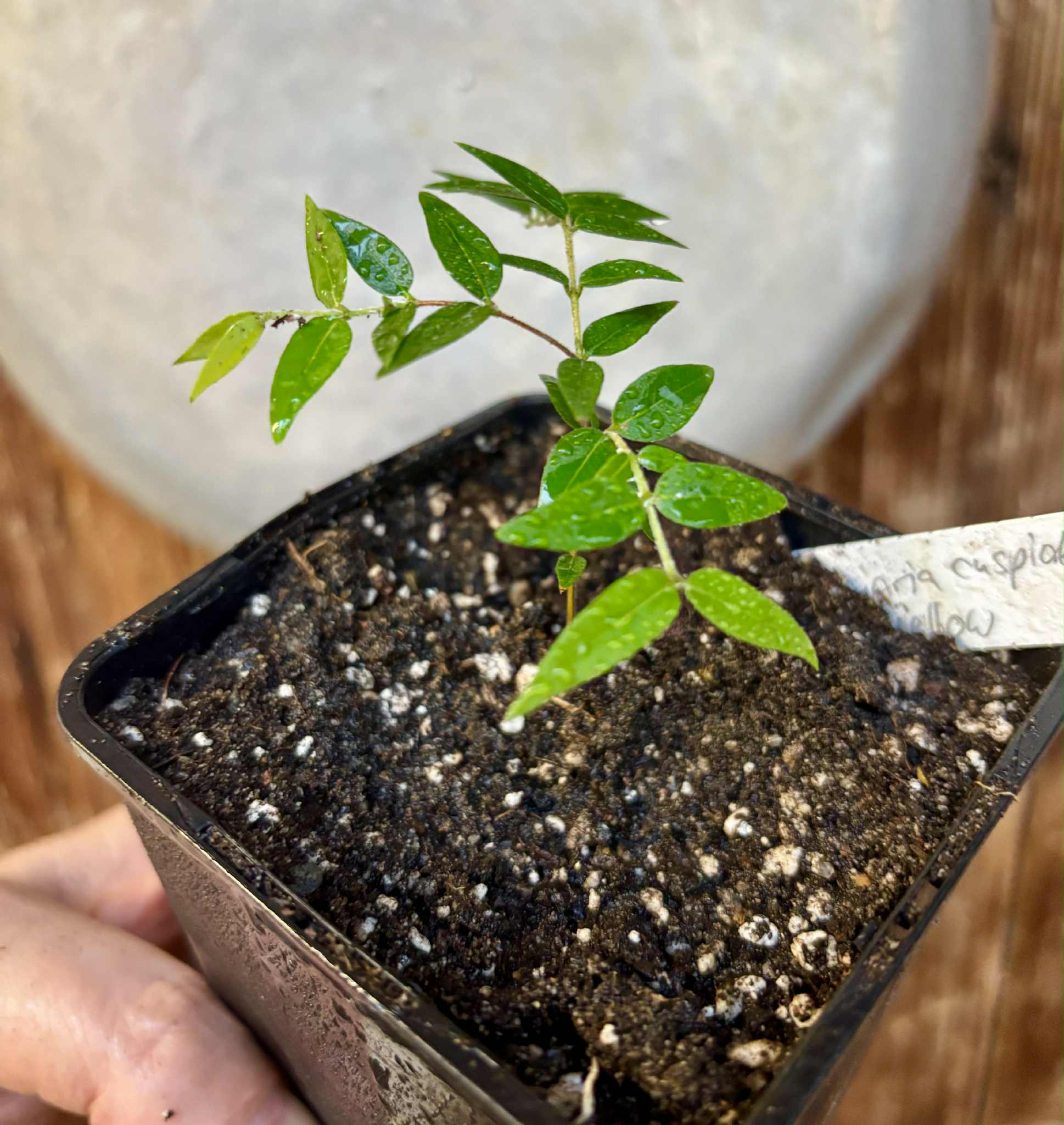 Myrciaria cuspidata YELLOW - 1 small potted plant / 1 kleine, getopfte Pflanze Myrciaria cuspidata YELLOW - 1 small potted plant / 1 kleine, getopfte Pflanze