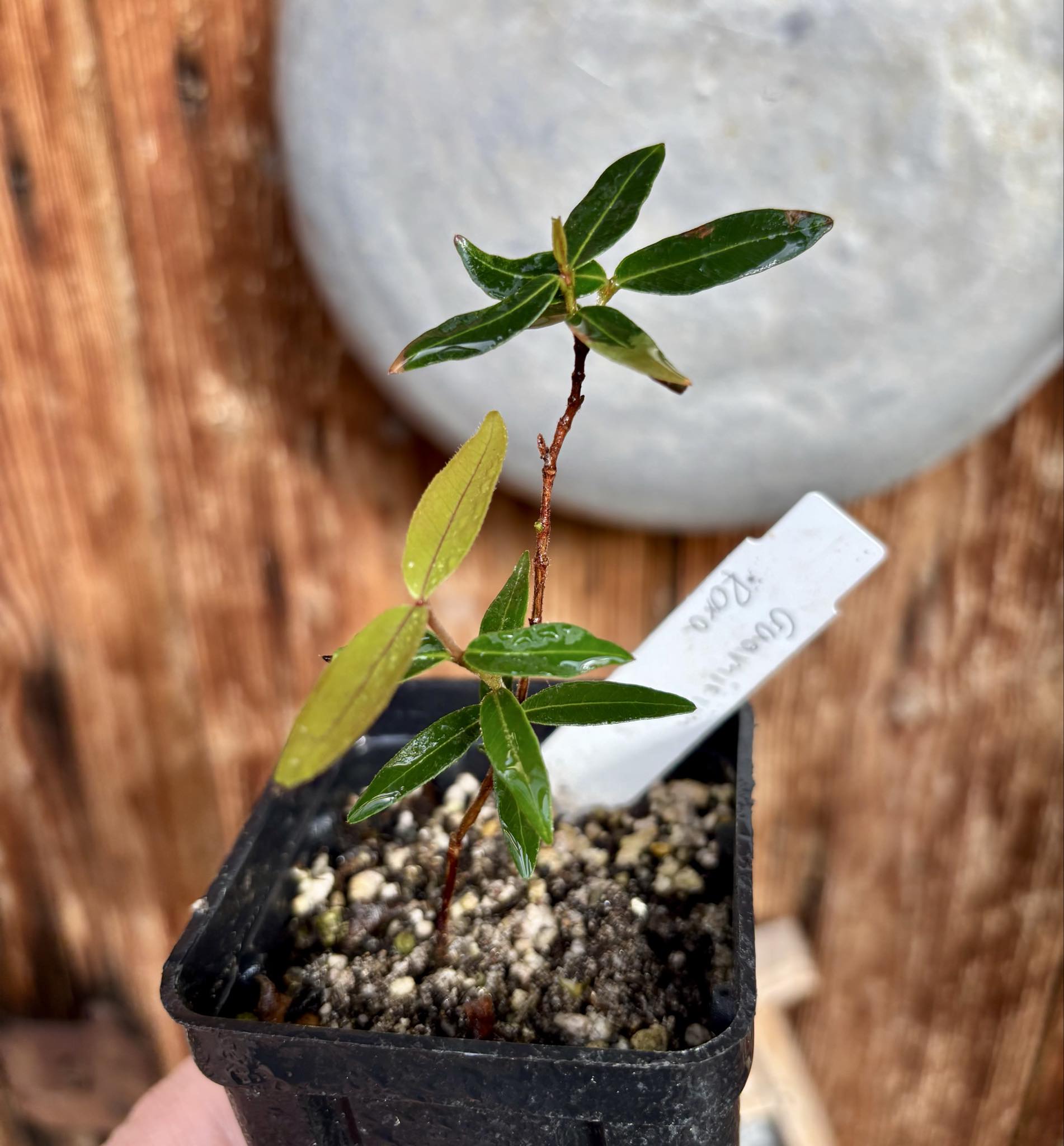 Guamirim roxa (Calyptranthes sp) - 1 potted plant / 1 getopfte Pflanze
