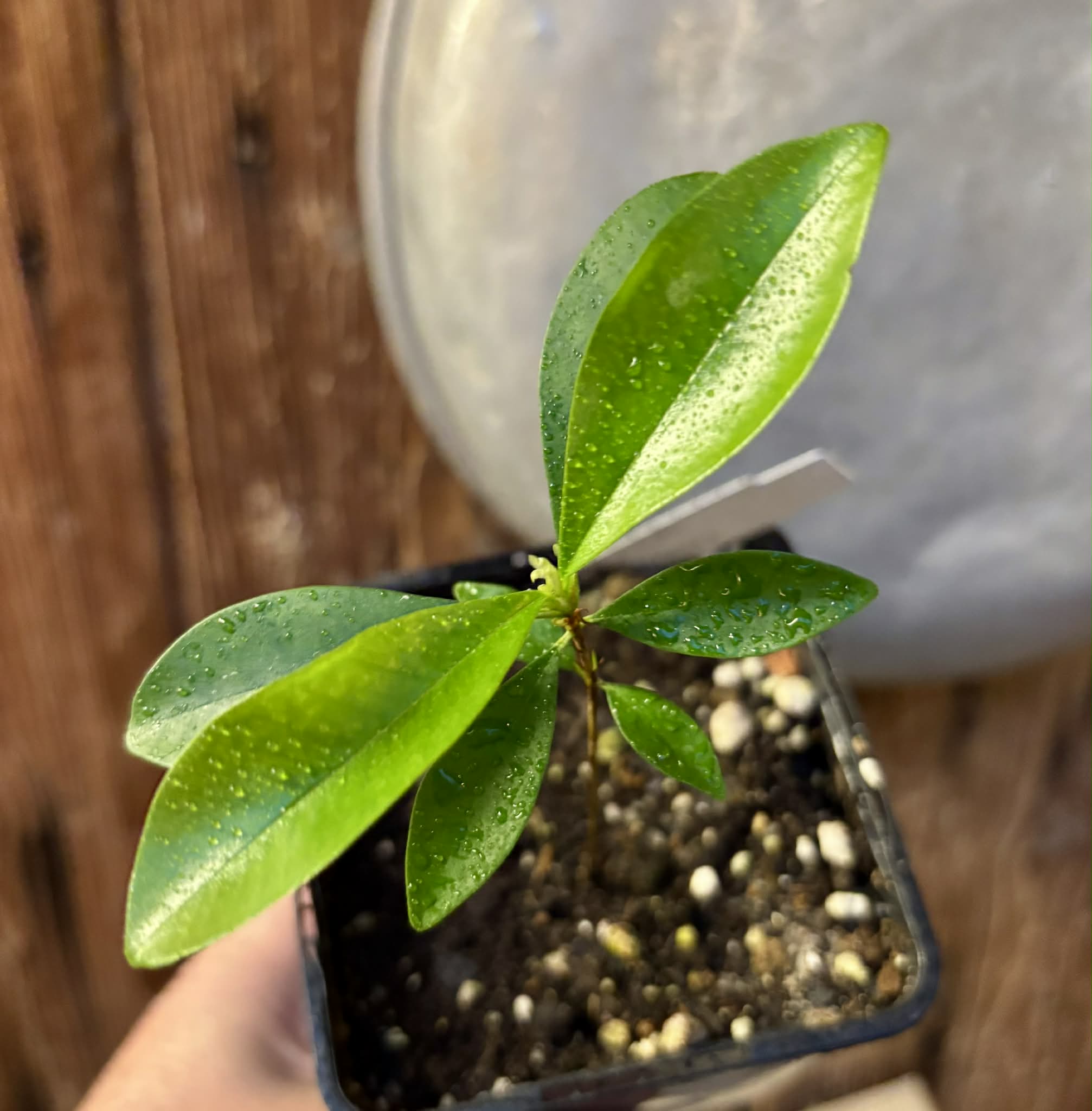 Eugenia nutans - 1 small potted seedling / 1 kleiner, getopfter Sämling