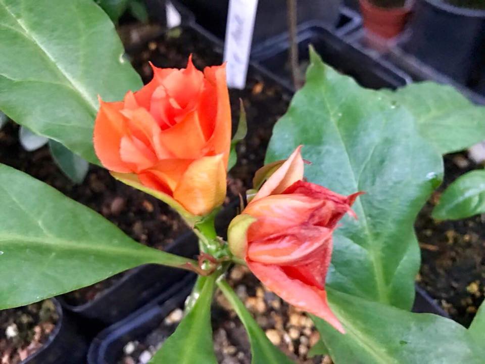 Pereskia bleo - Leuenbergeria bleo - 3 fresh seeds / 3 frische Samen