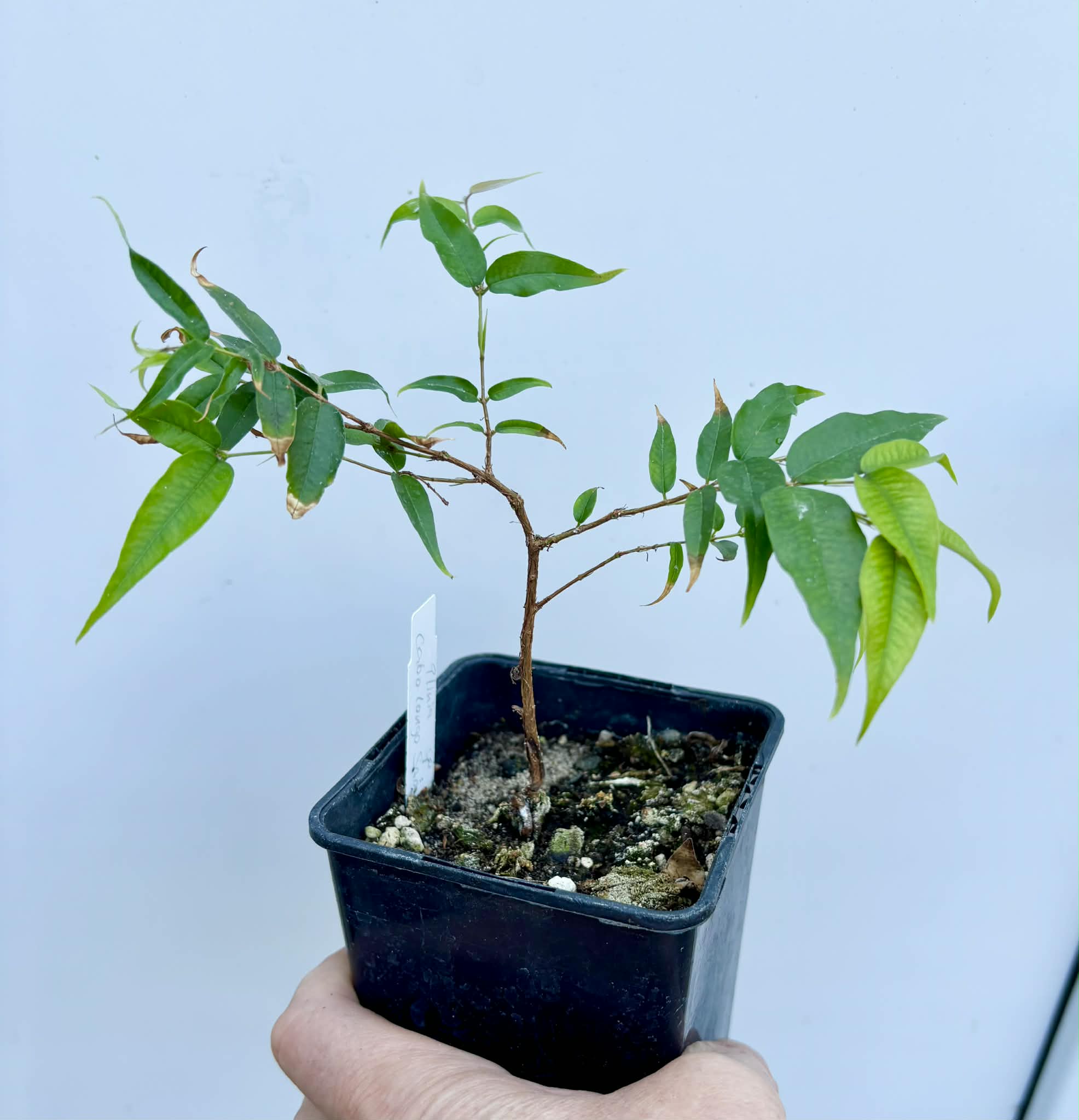 Plinia sp Cabo longo Sao Joao -  1 fresh potted seedling / 1 frisch getopfter Sämling