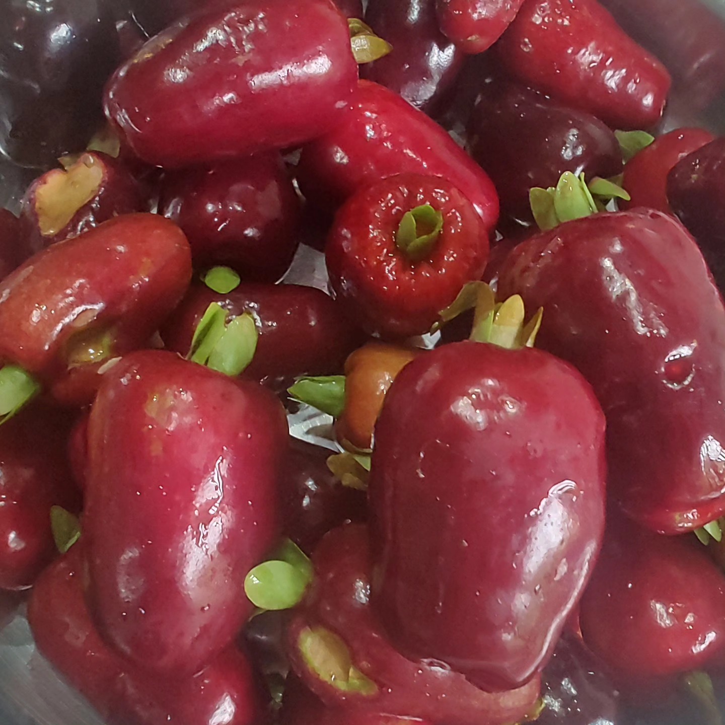 Cherry of Rio Grande var. Gigante (Eugenia involucrata) - 1 fresh seed / 1 frischer Samen