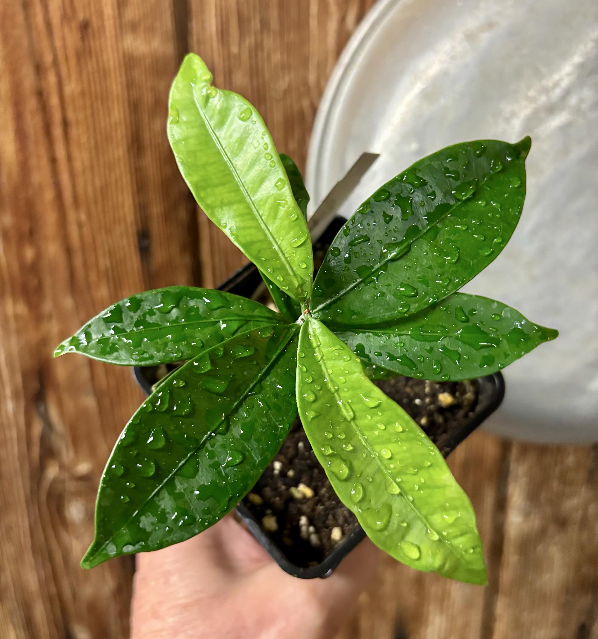 Baguaçu (Eugenia astringens) - 1 potted plant / 1 getopfte Pflanze