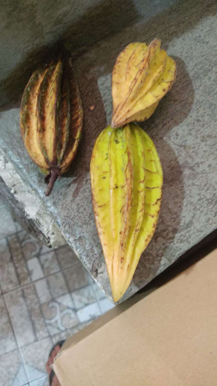 Mountain Cacao (Herrania mariae) -  1 fresh seed / 1 frischer Samen