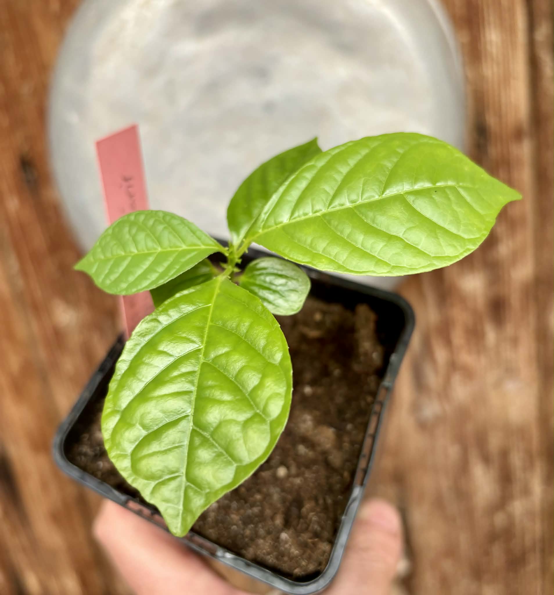 the true one - Passiflora quadrangularis - 1 potted seedling / 1 getopfter Sämling