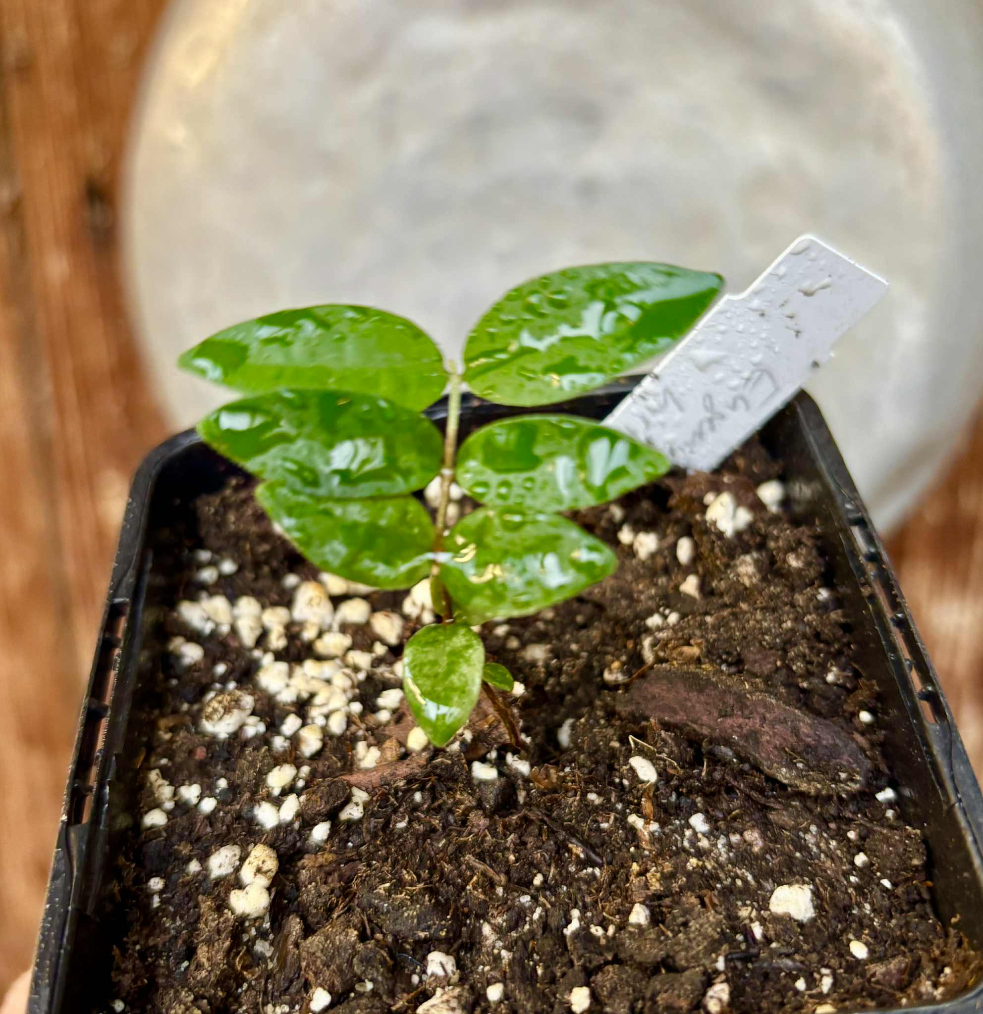 Eugenia hirta - 1 potted seedling/ 1 getopfter Sämling